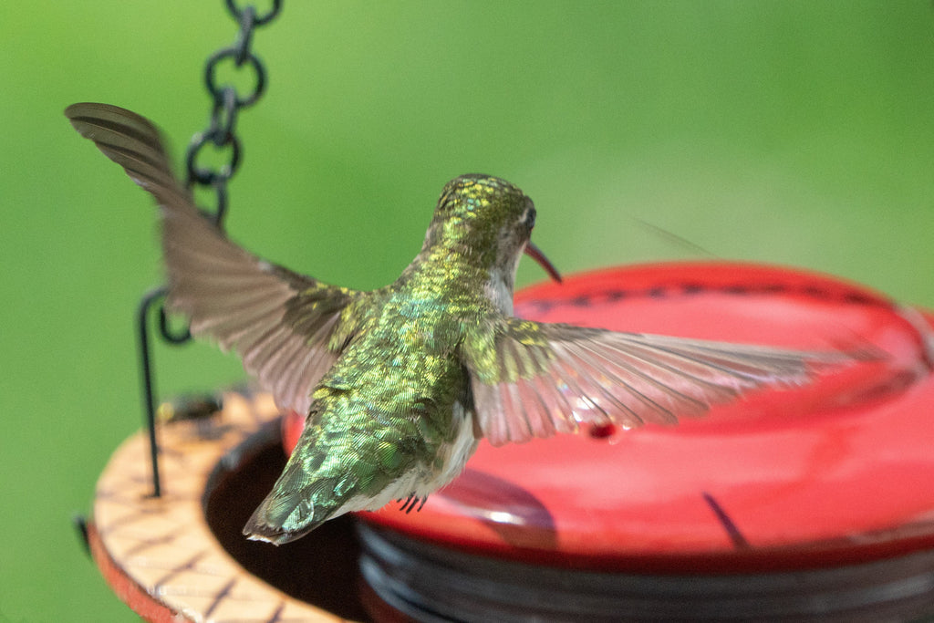 Byer of Maine Alcyon Hummingbird Feeder