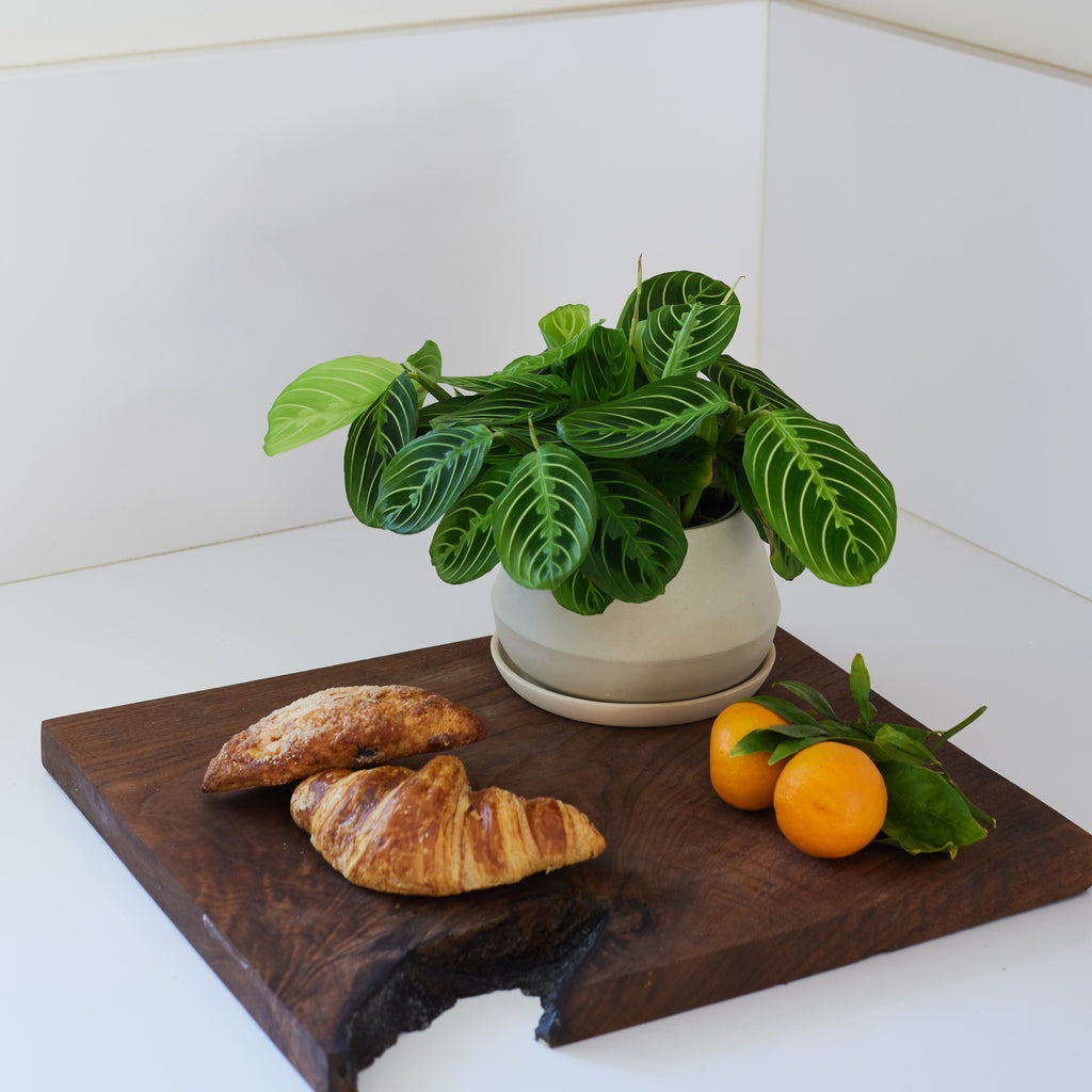 LBE Design Rancho Planter - 5 Inch with Saucer | Heirloom Boulevard