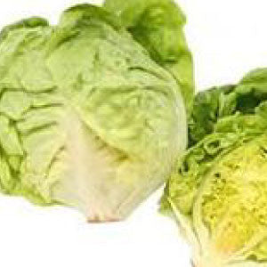 LETTUCE Seeds, Bibb | Heirloom Boulevard