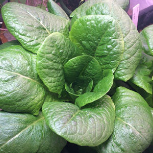 LETTUCE Seeds, Paris Romaine | Heirloom Boulevard