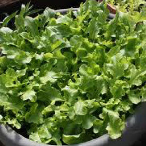 LETTUCE Seeds, Salad Bowl | Heirloom Boulevard