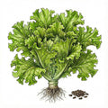 LETTUCE Seeds, Salad Bowl | Heirloom Boulevard