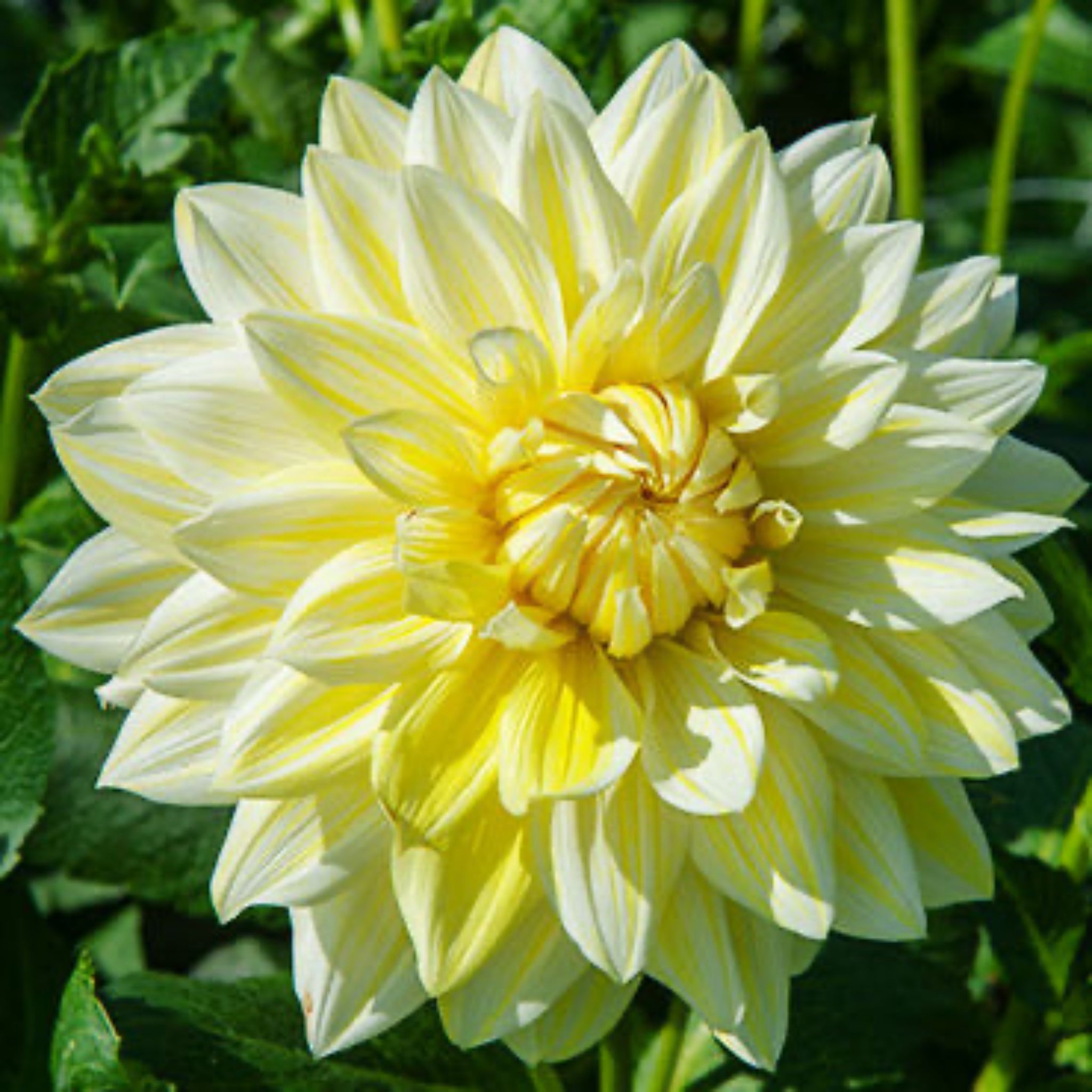 La Luna Dahlia Bulbs | Heirloom Boulevard