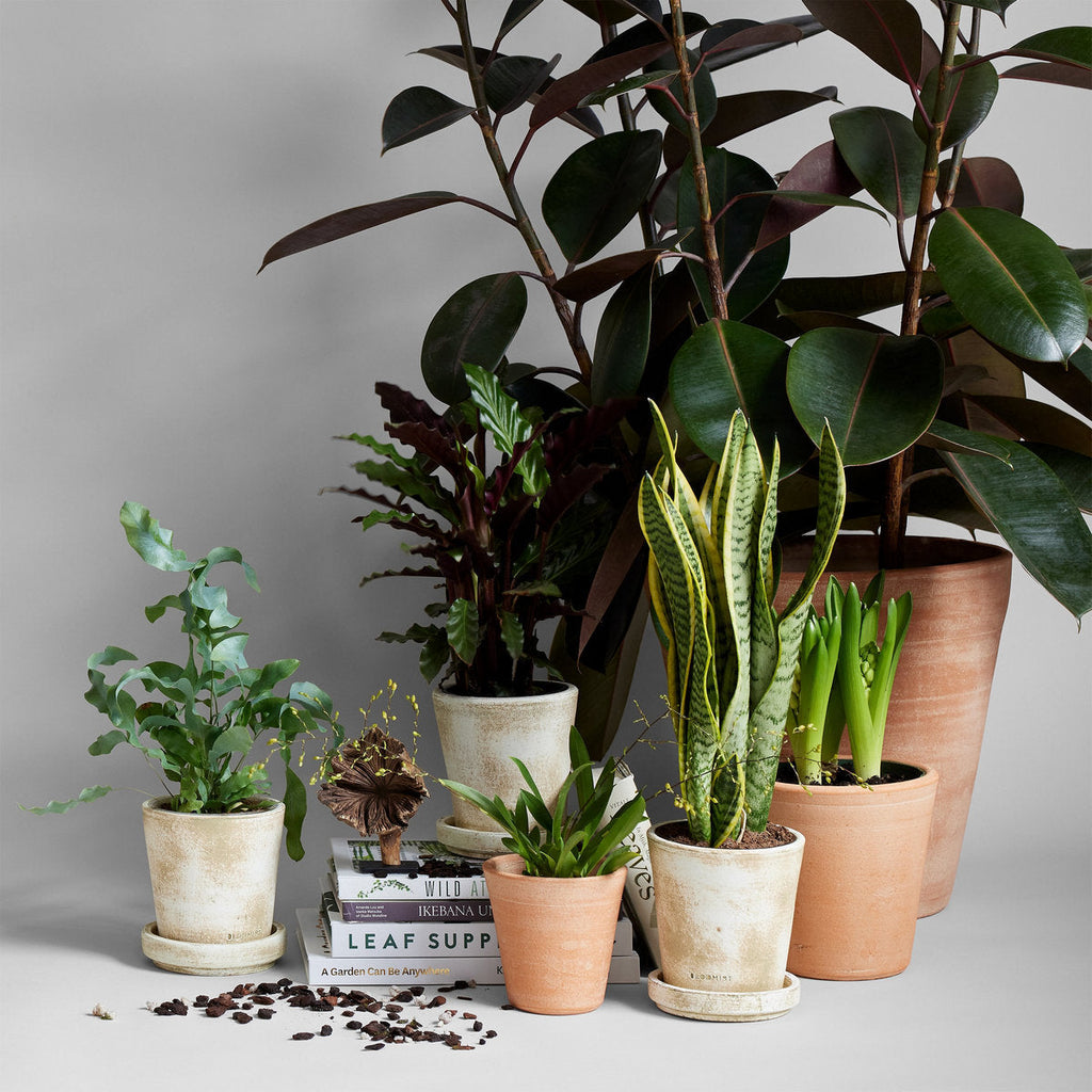 Bloomist Whitewash Terracotta Studio Planter | Heirloom Boulevard