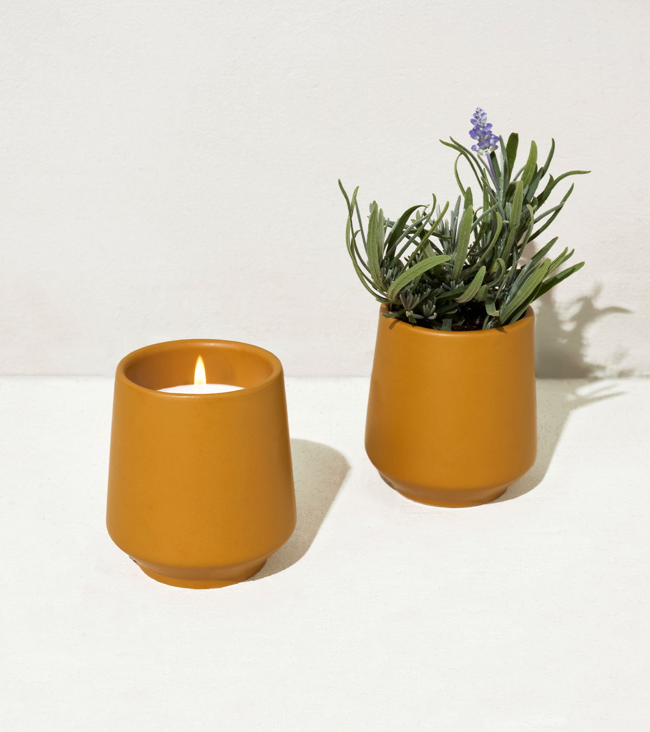 Modern Sprout Rooted Candles