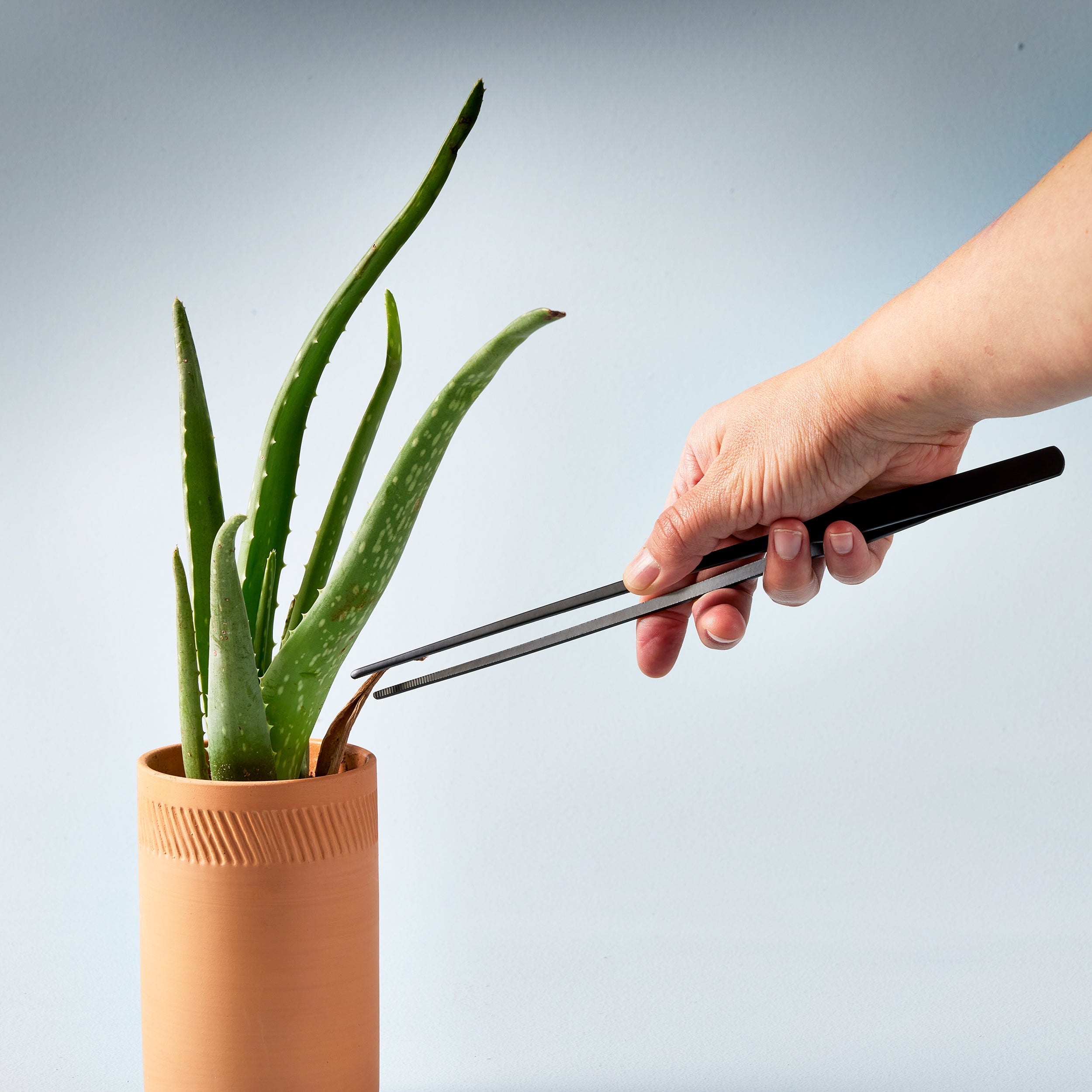 Modern Sprout Precision Tweezers