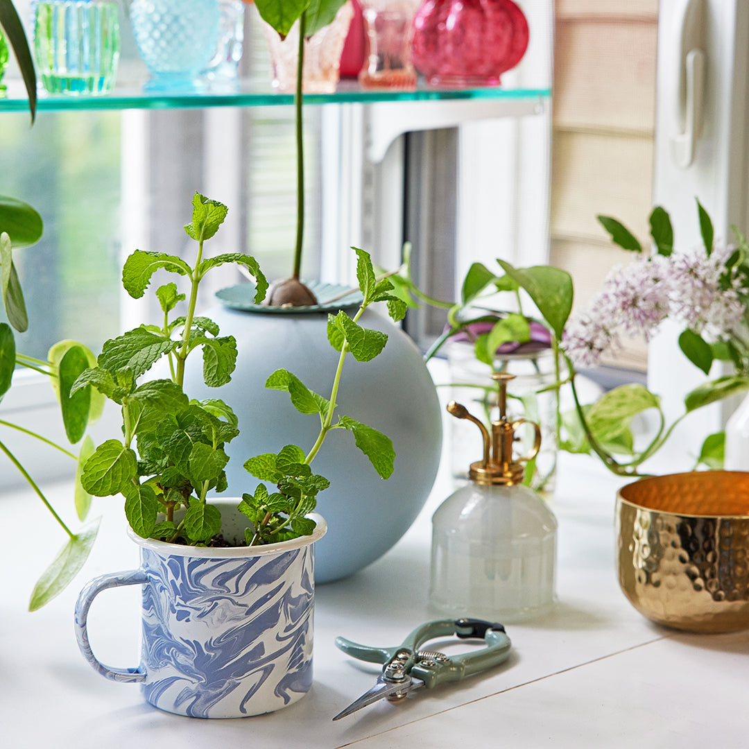 Modern Sprout Altered Herb Mug Grow Kits