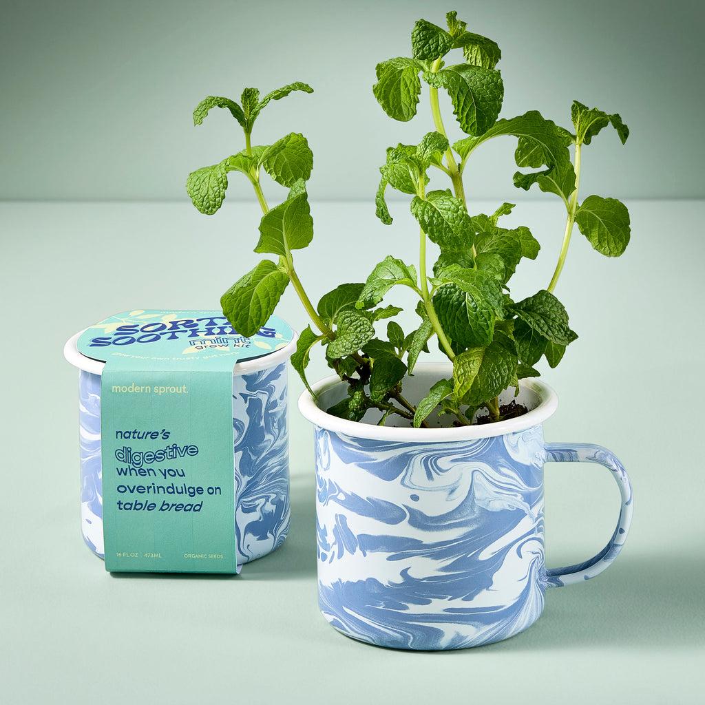 Modern Sprout Altered Herb Mug Grow Kits