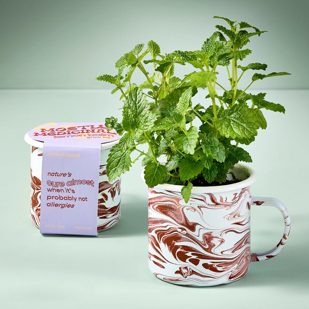 Modern Sprout Altered Herb Mug Grow Kits