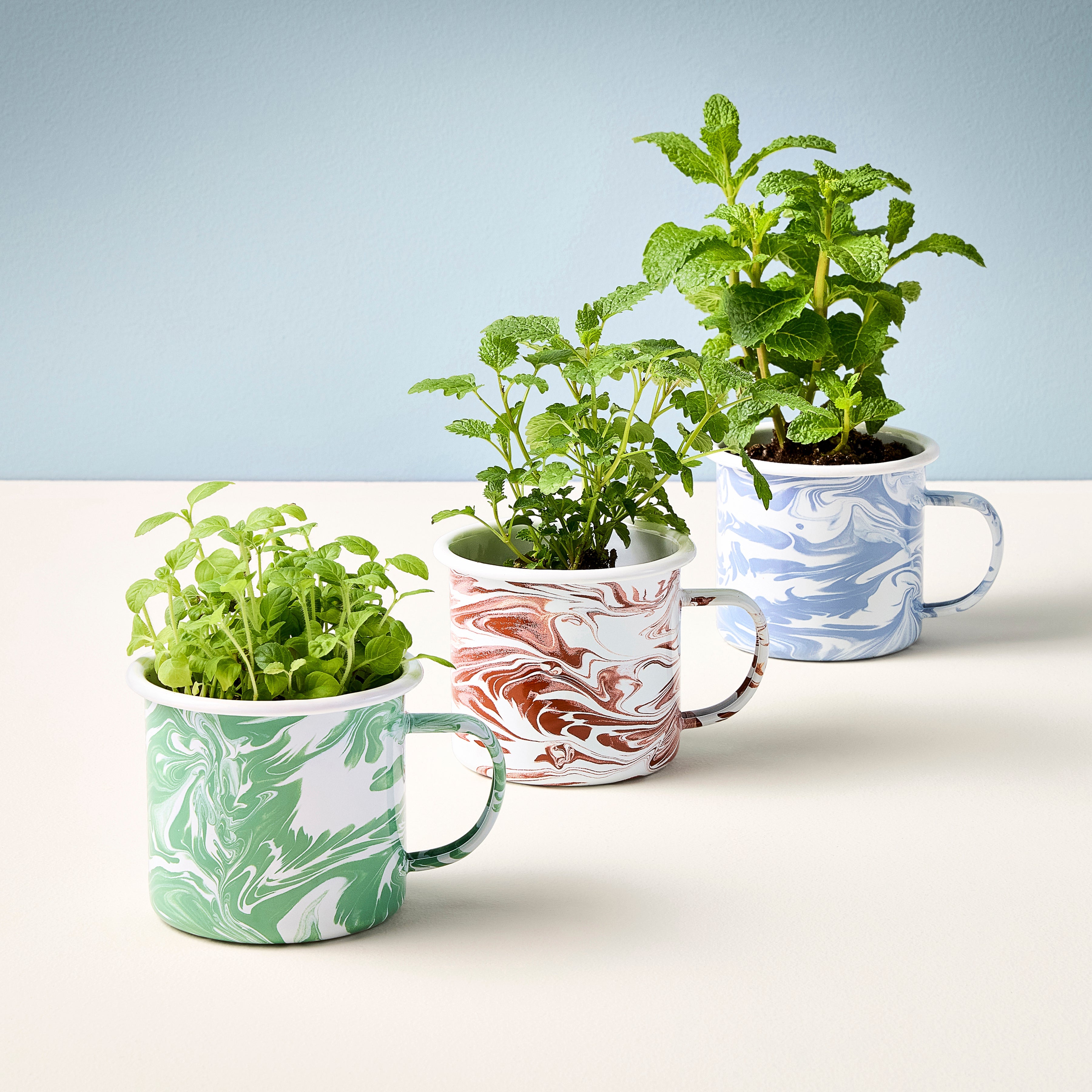 Modern Sprout Altered Herb Mug Grow Kits