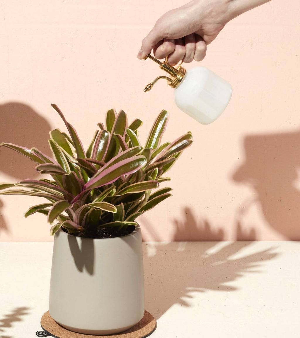 Modern Sprout Misters