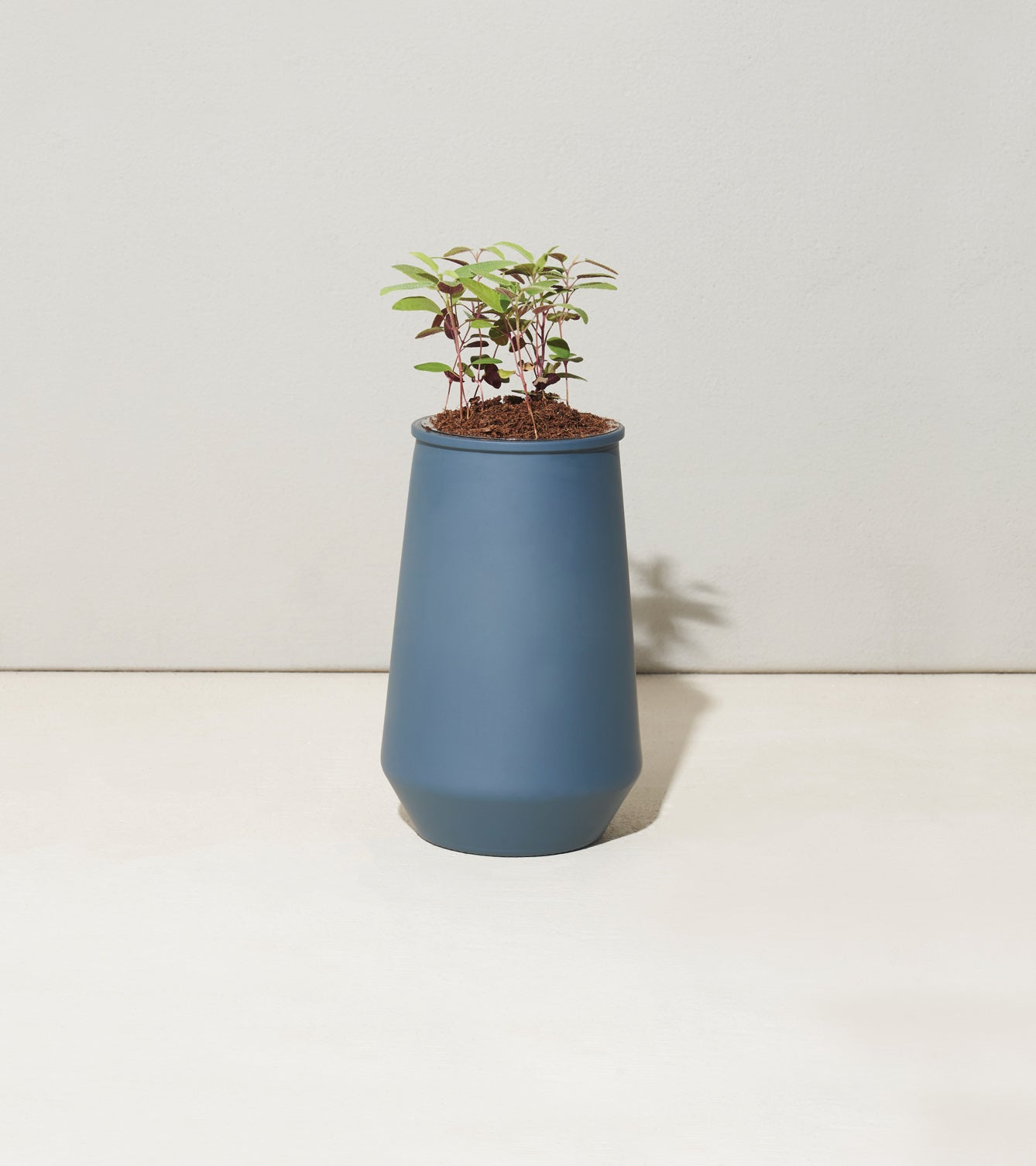 Modern Sprout Tapered Tumbler Grow Kits