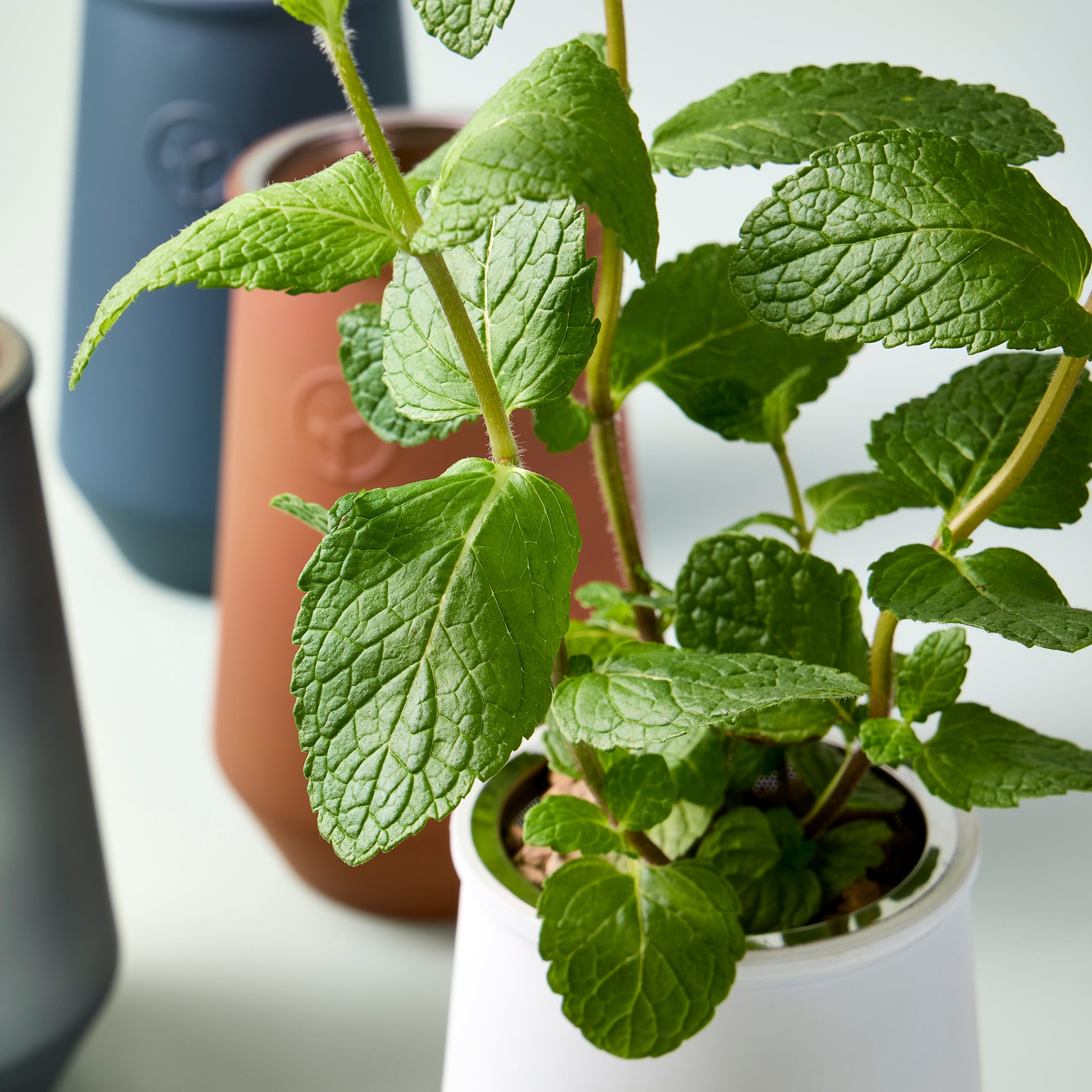 Modern Sprout Tapered Tumbler Grow Kits