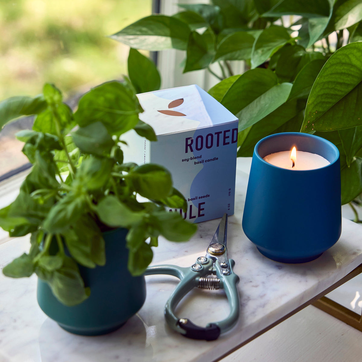 Modern Sprout Rooted Candles | Heirloom Boulevard