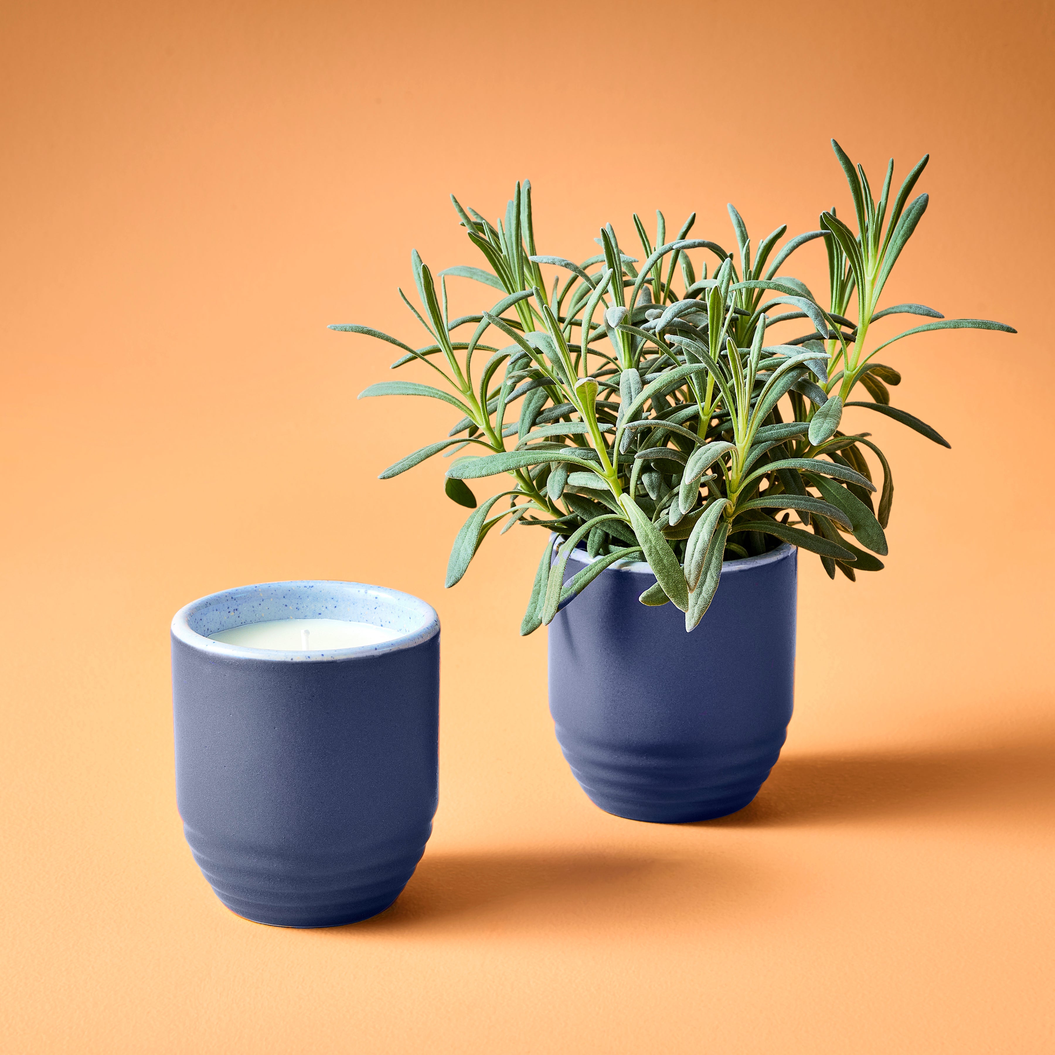 Modern Sprout Garden Vibes Candle/Planter 2-in-1