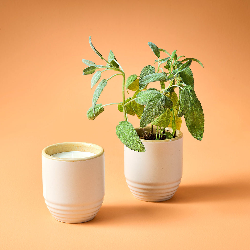 Modern Sprout Garden Vibes Candle/Planter 2-in-1 | Heirloom Boulevard