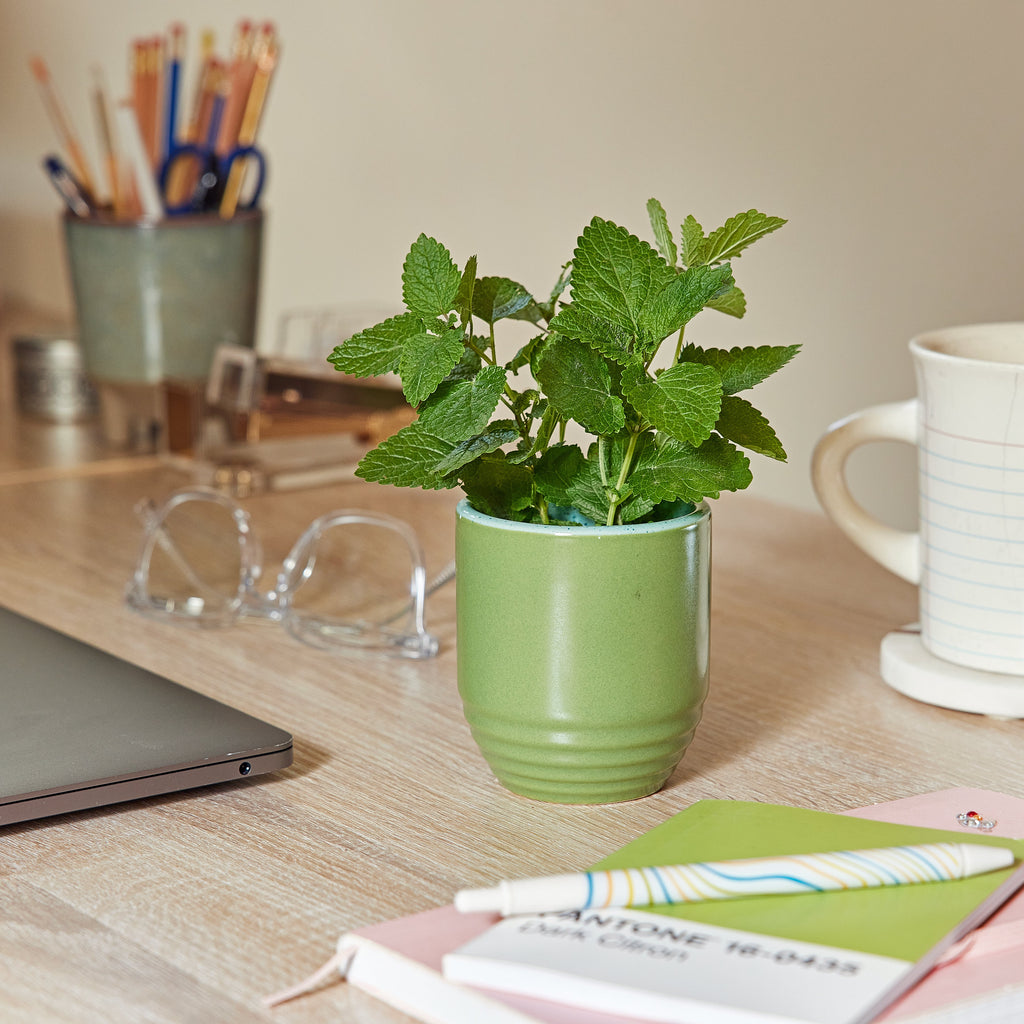 Modern Sprout Garden Vibes Candle/Planter 2-in-1