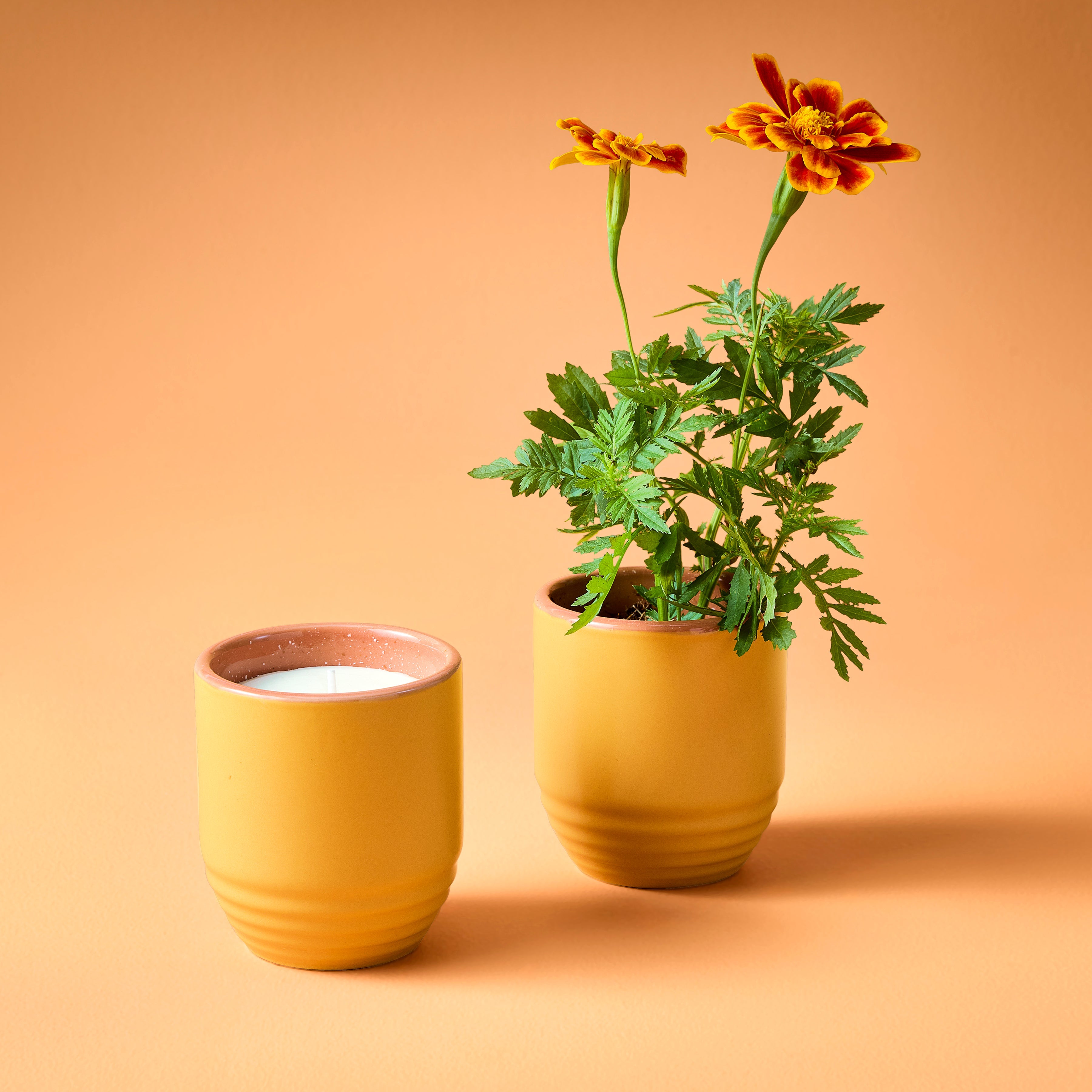 Modern Sprout Garden Vibes Candle/Planter 2-in-1