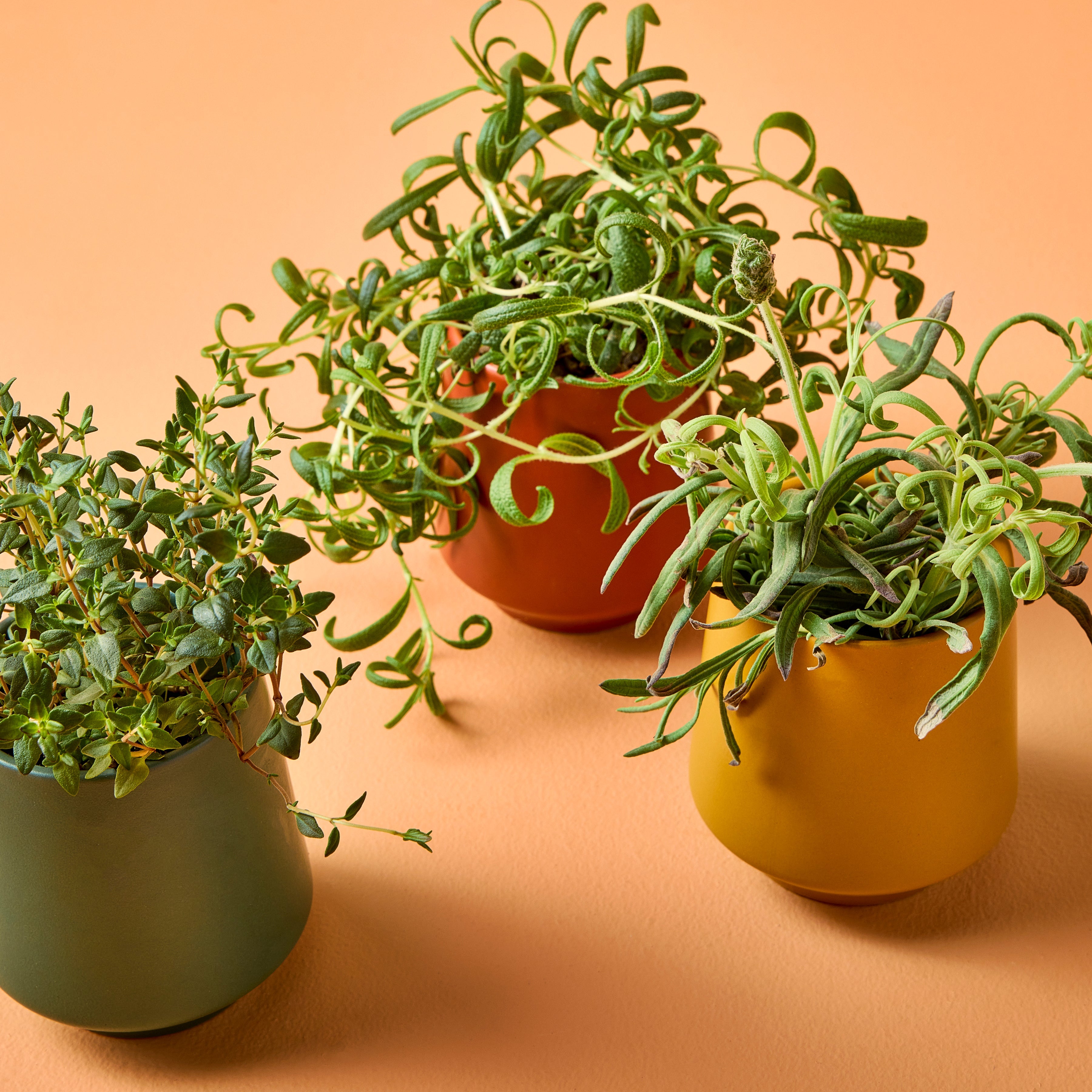 Modern Sprout Rooted Candles