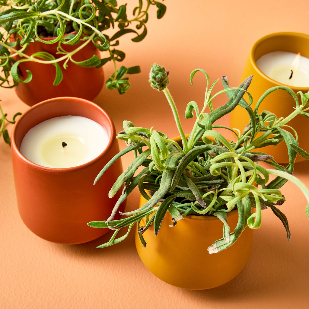 Modern Sprout Rooted Candles