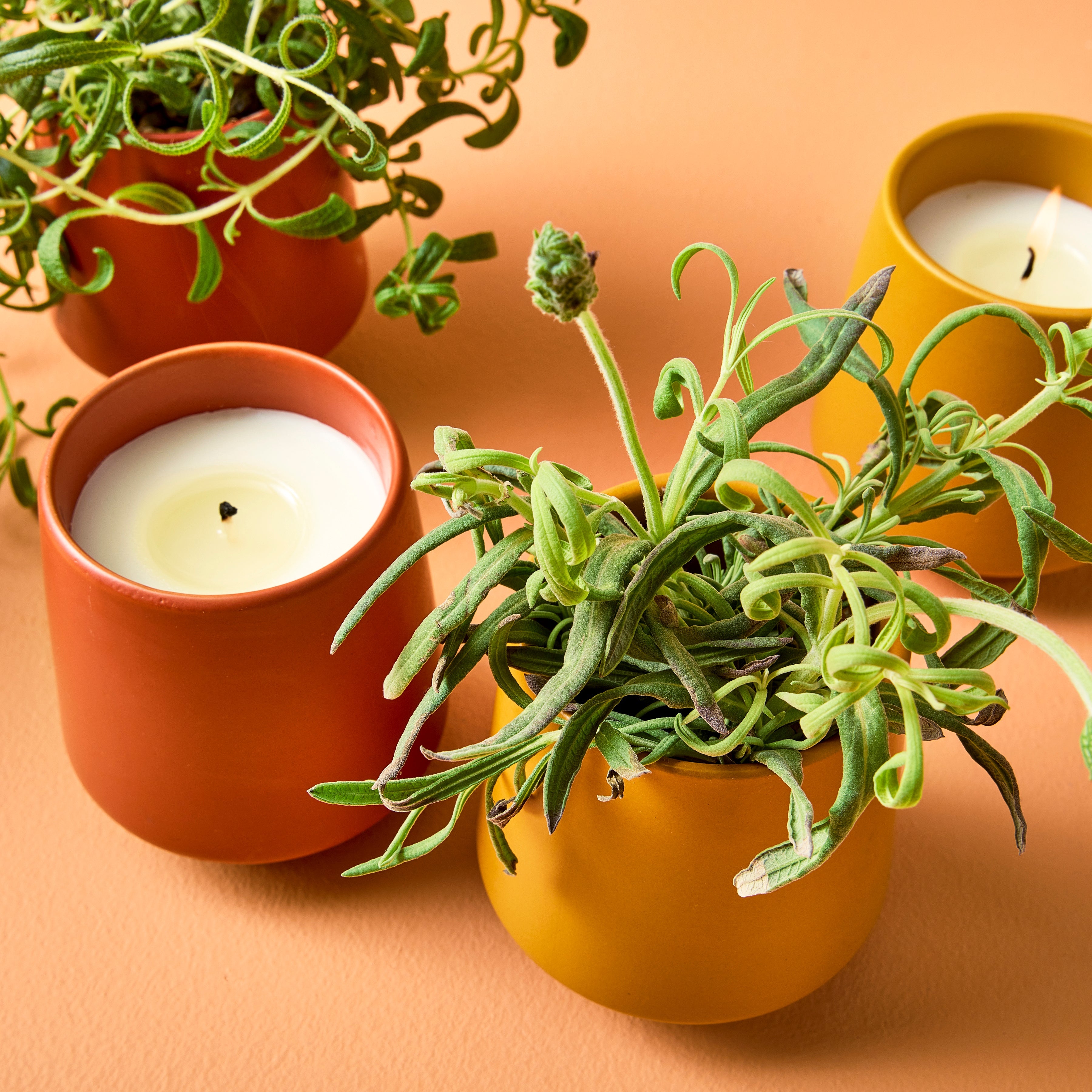Modern Sprout Rooted Candles