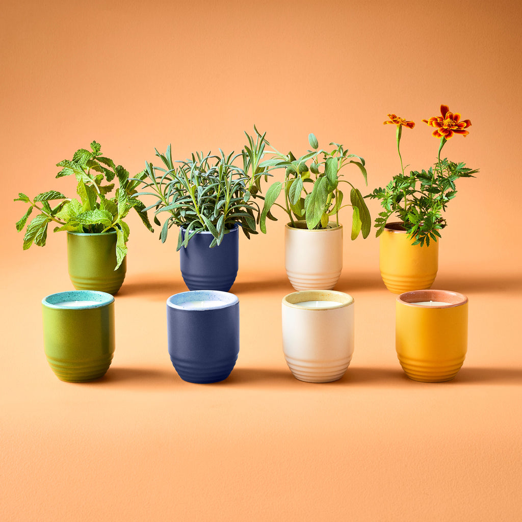 Modern Sprout Garden Vibes Candle/Planter 2-in-1