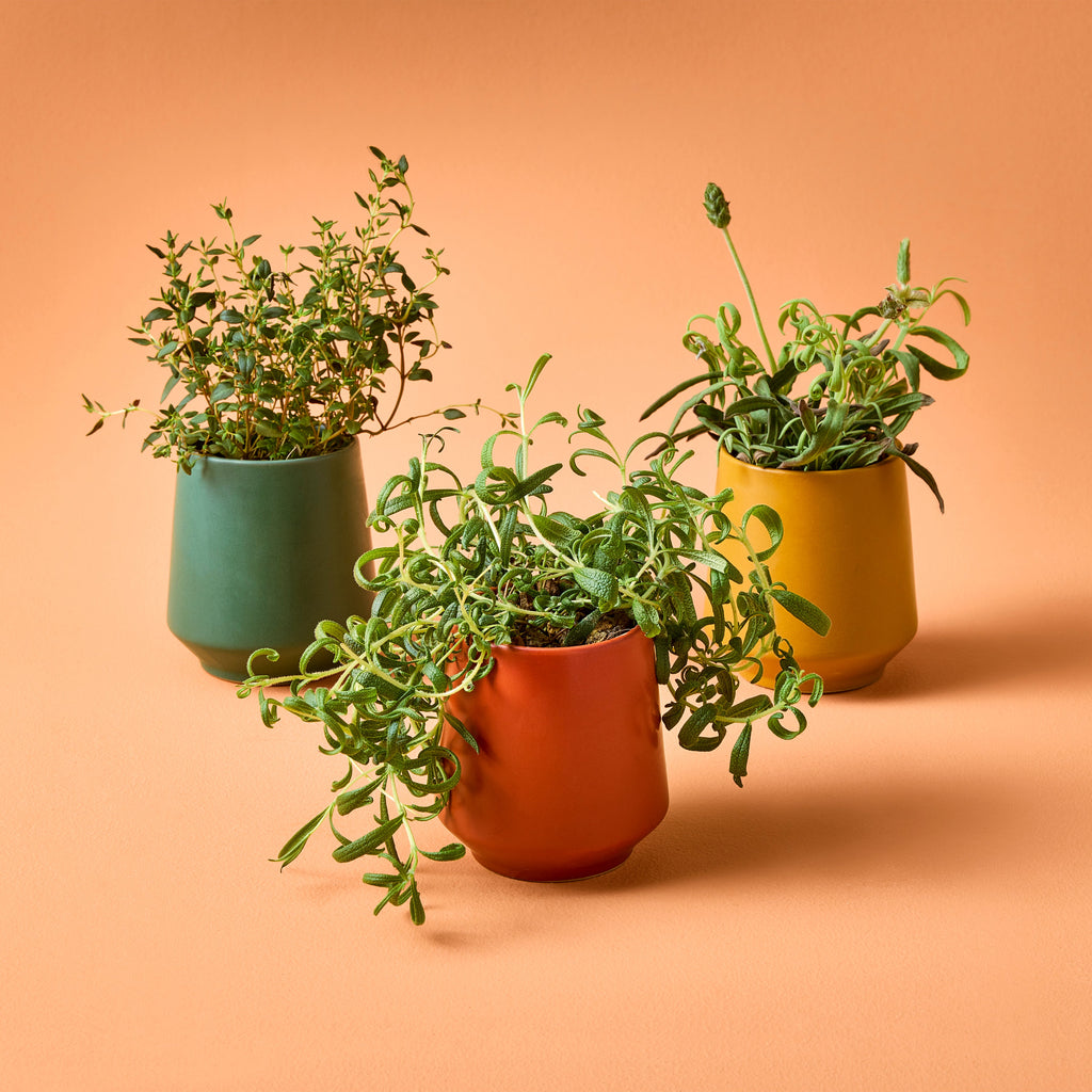 Modern Sprout Rooted Candles