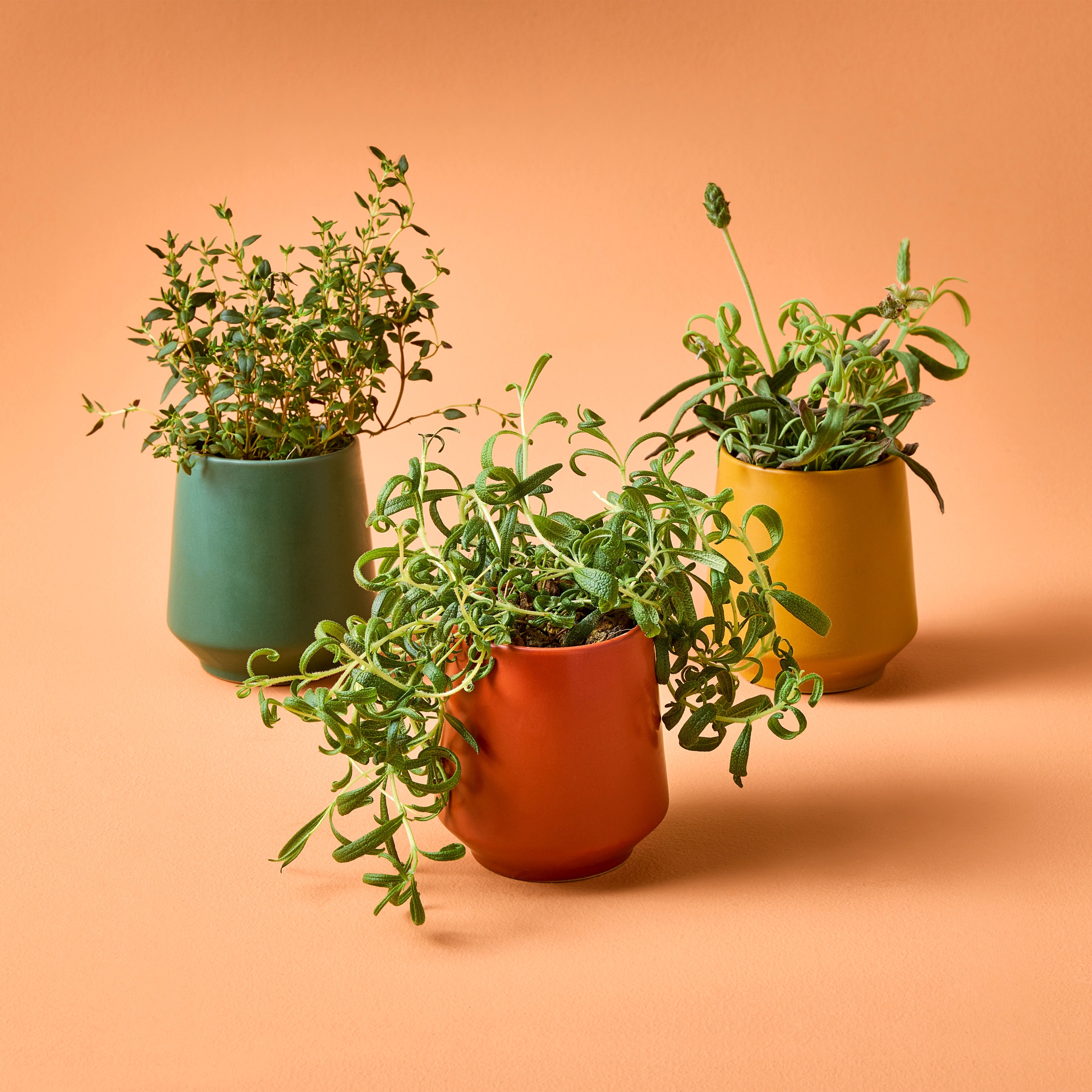 Modern Sprout Rooted Candles