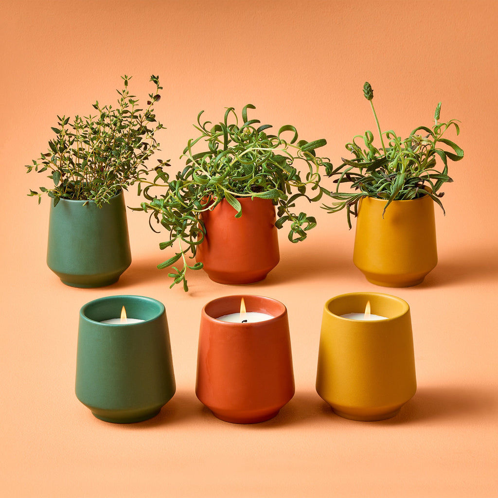 Modern Sprout Rooted Candles