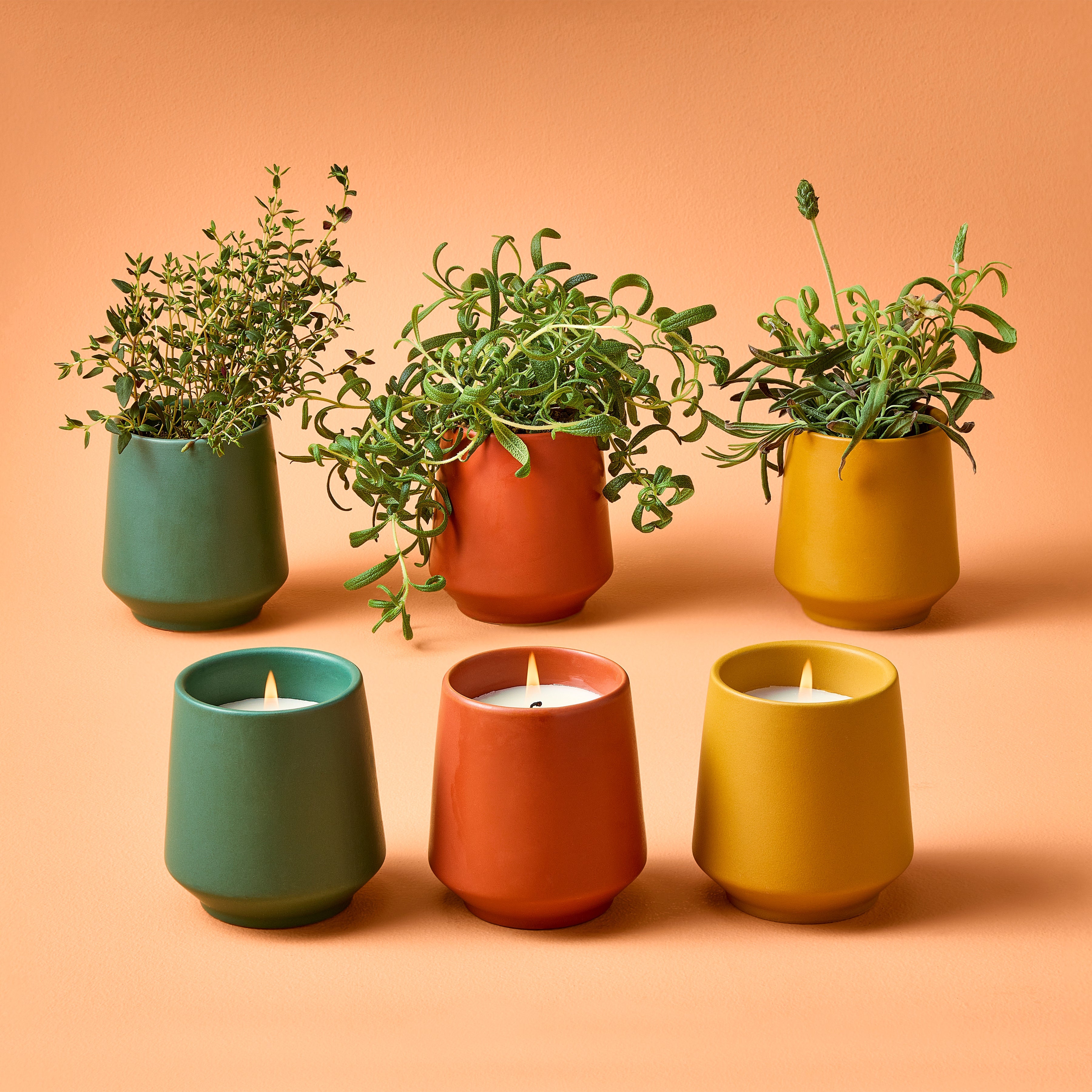 Modern Sprout Rooted Candles