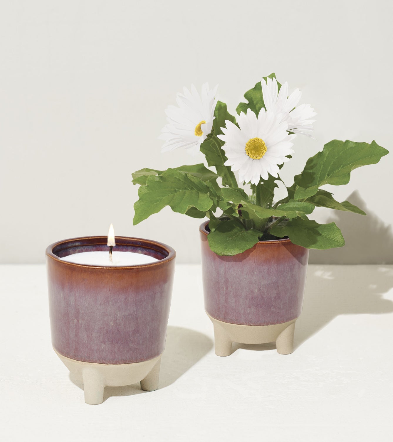 Modern Sprout Glow & Grow Kits