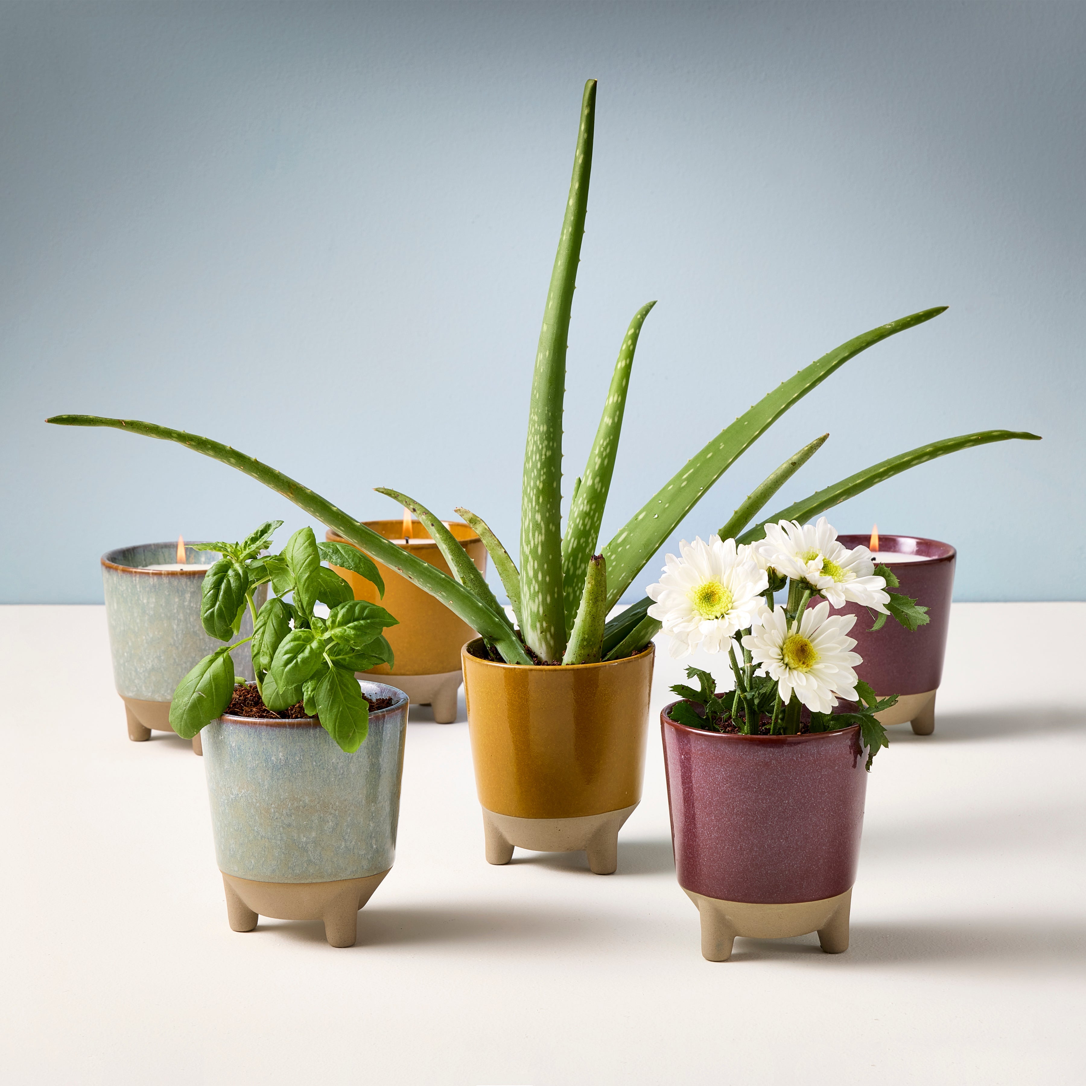 Modern Sprout Glow & Grow Kits