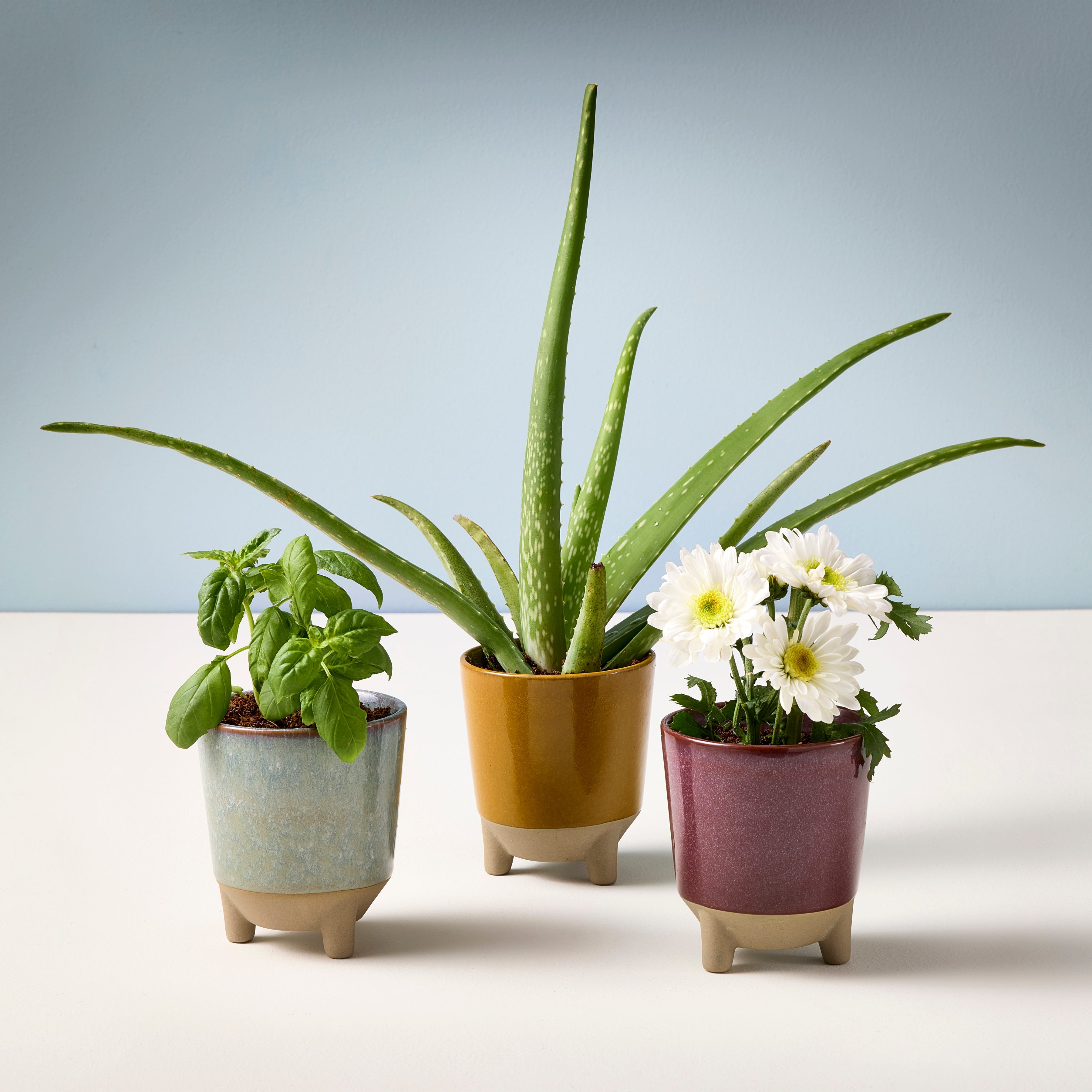 Modern Sprout Glow & Grow Kits
