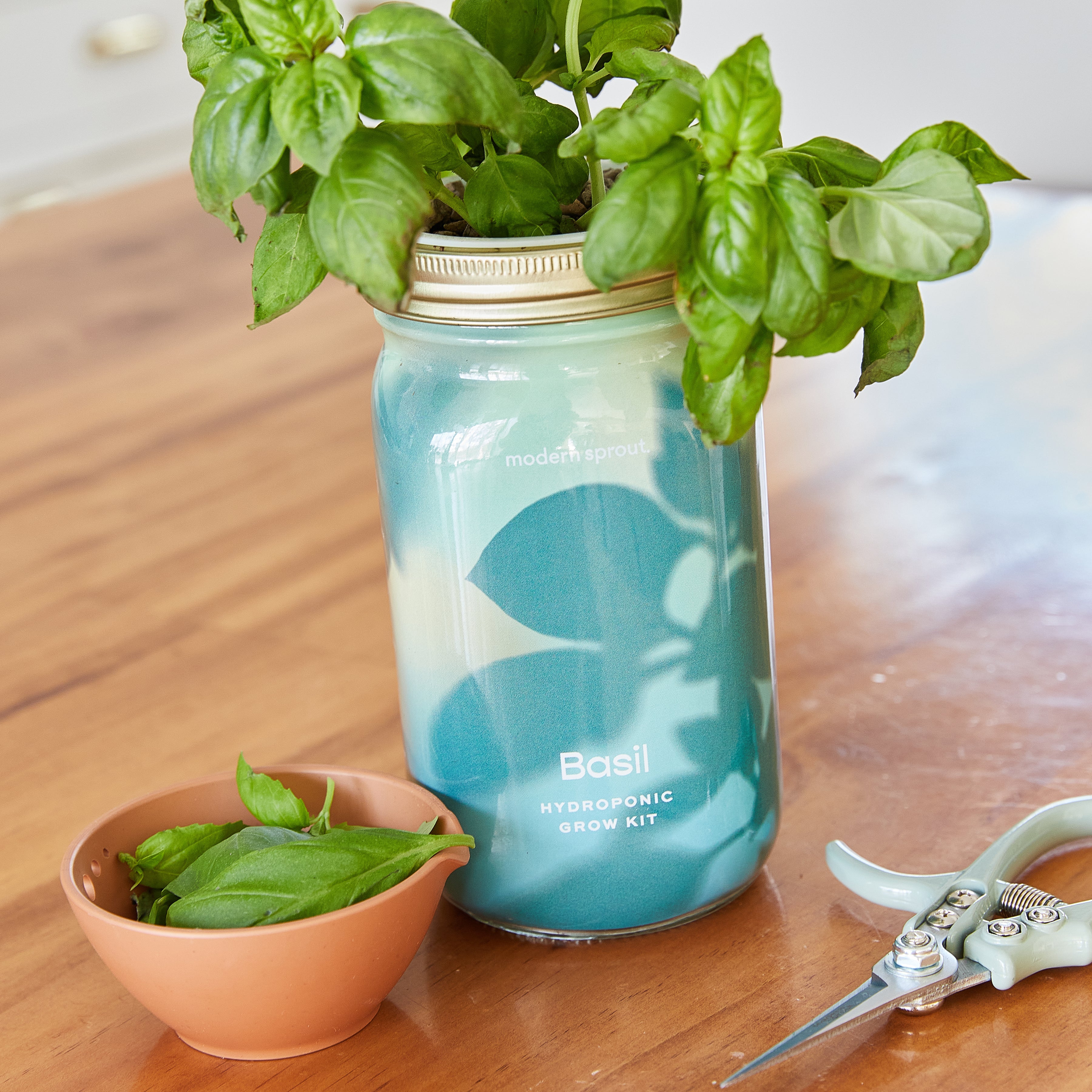 Modern Sprout Garden Jars - Organic Herbs