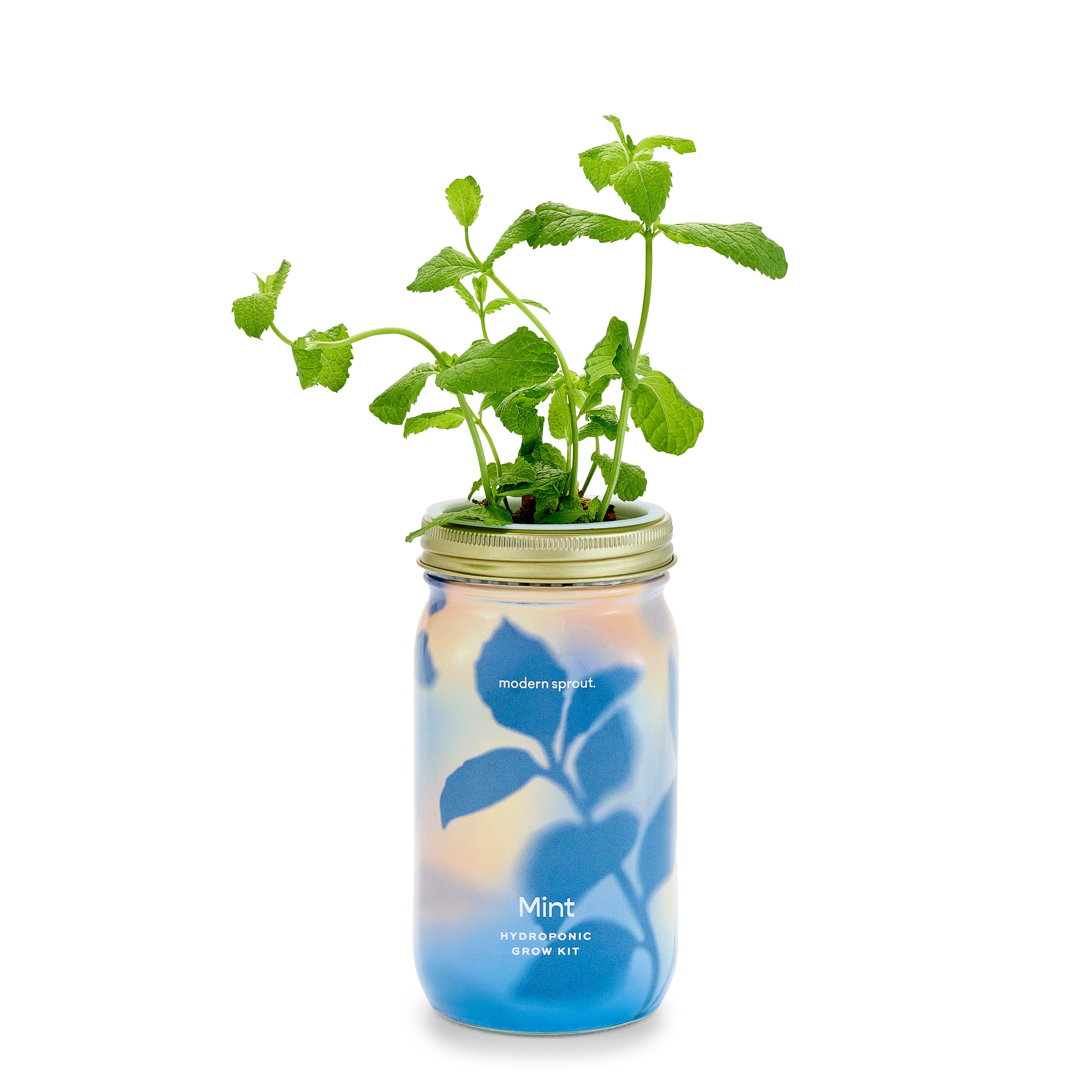 Modern Sprout Garden Jars - Organic Herbs
