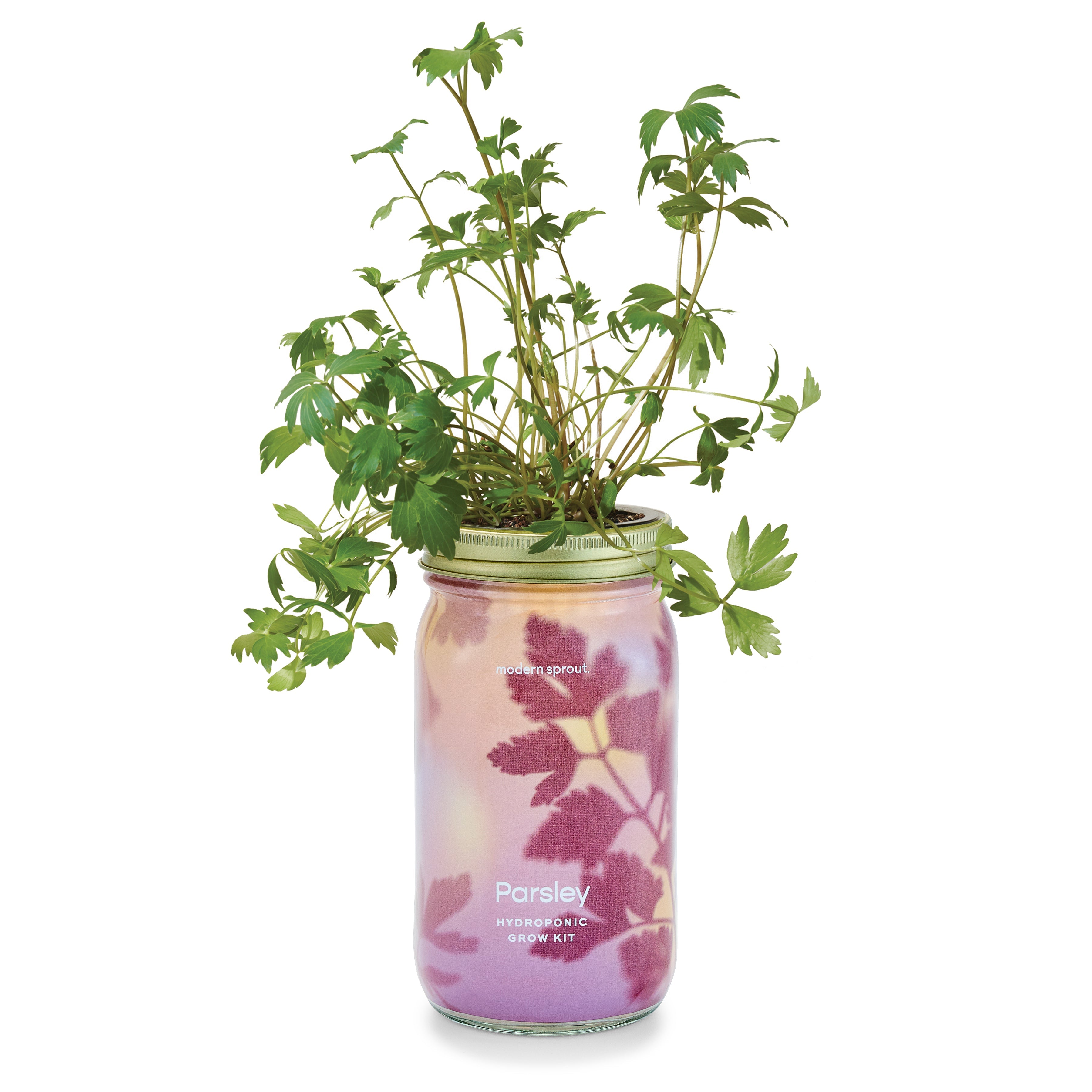 Modern Sprout Garden Jars - Organic Herbs