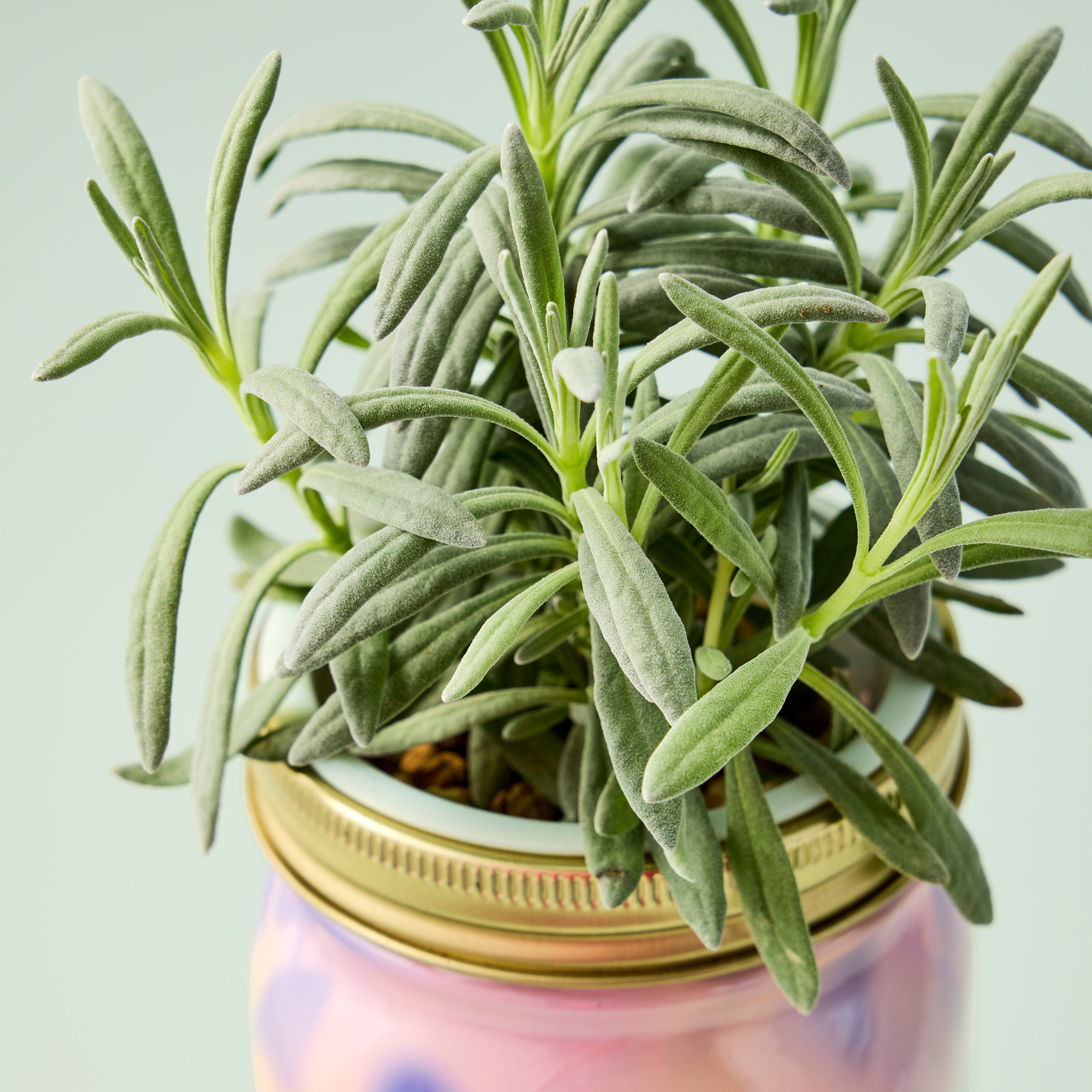 Modern Sprout Garden Jars - Organic Herbs