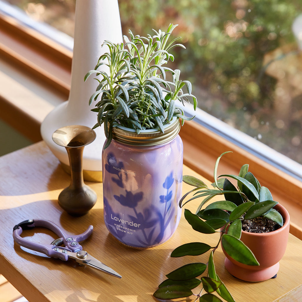 Modern Sprout Garden Jars - Organic Herbs
