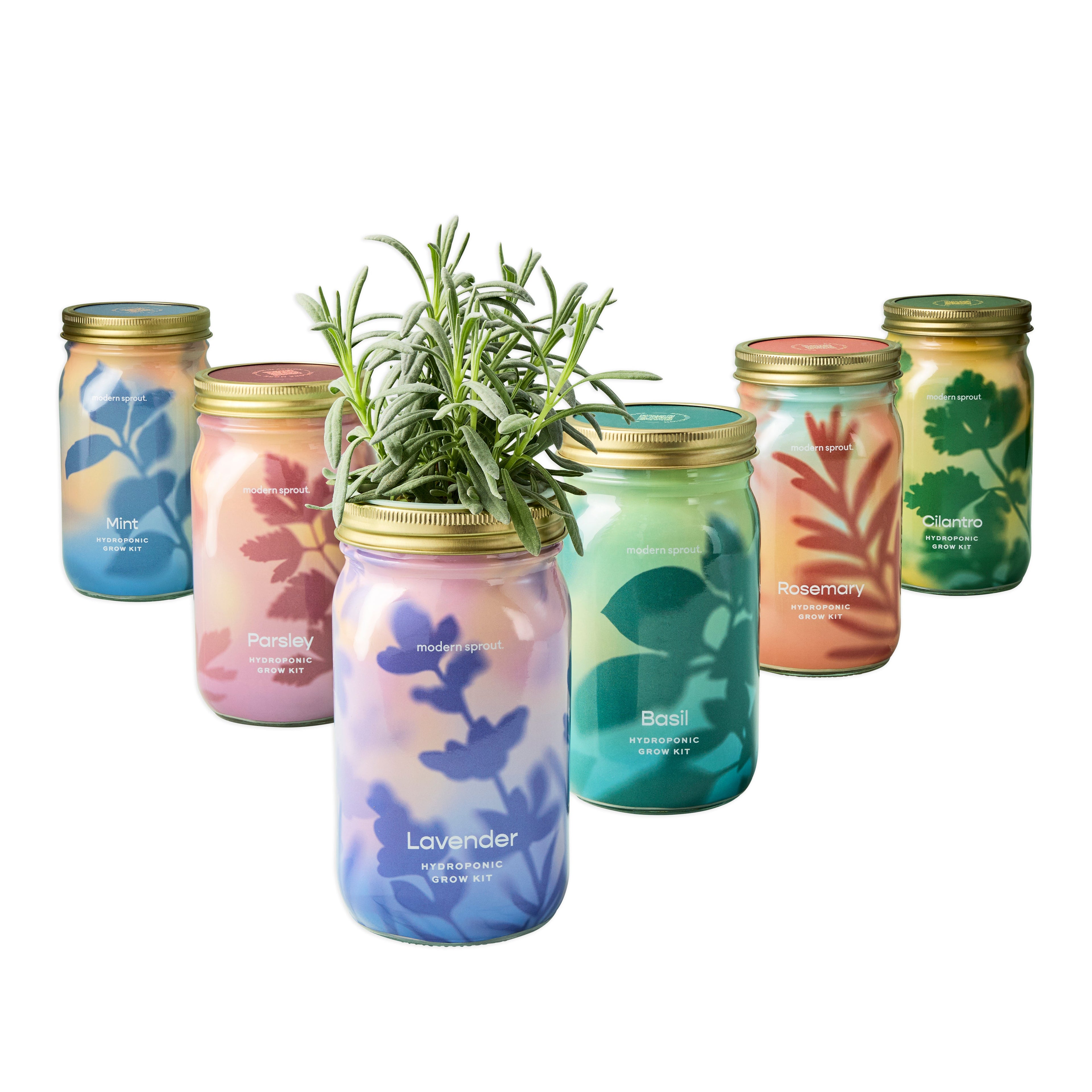 Modern Sprout Garden Jars - Organic Herbs Basil+Parsley+Mint+Rosemary+Cilantro+Lavender 6pk | Heirloom Boulevard
