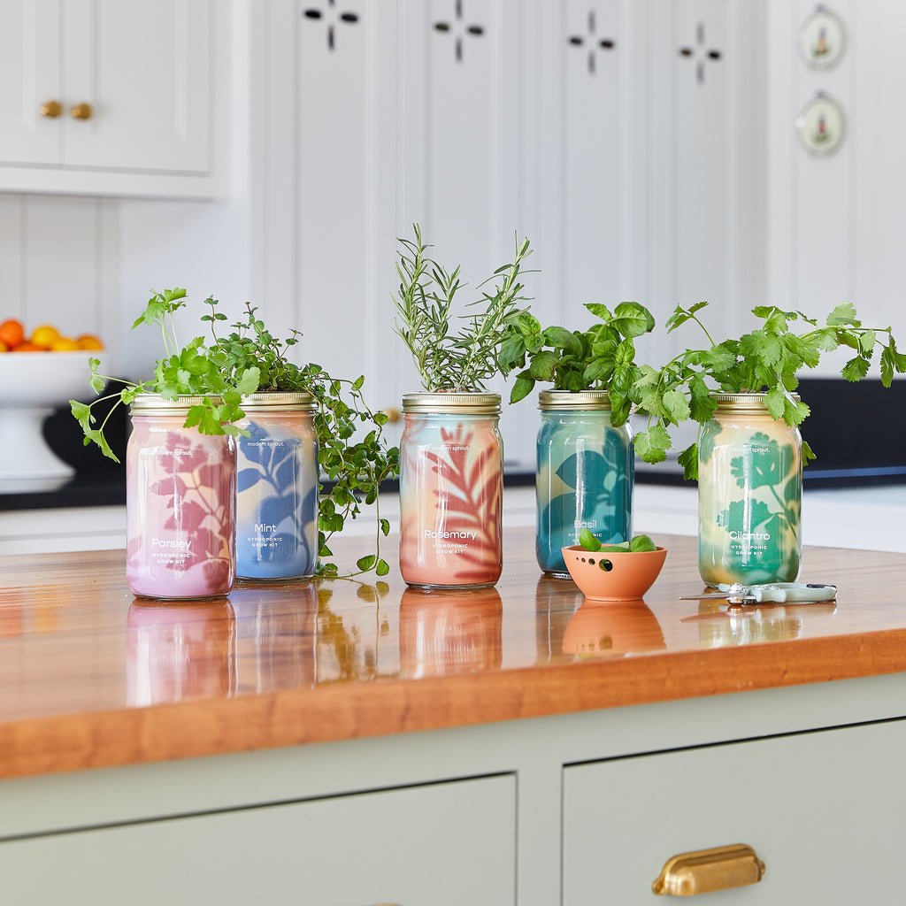 Modern Sprout Garden Jars - Organic Herbs