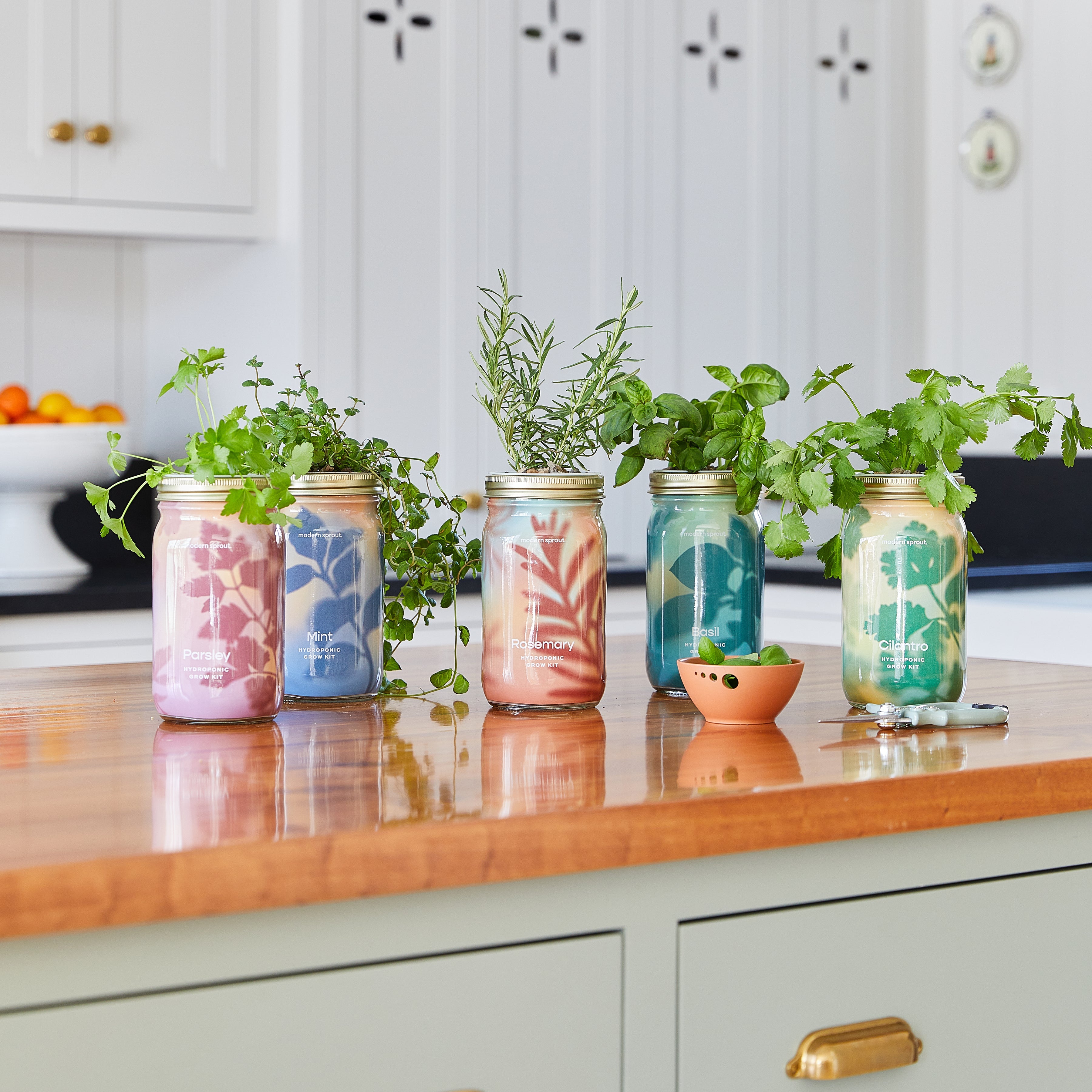 Modern Sprout Garden Jars - Organic Herbs