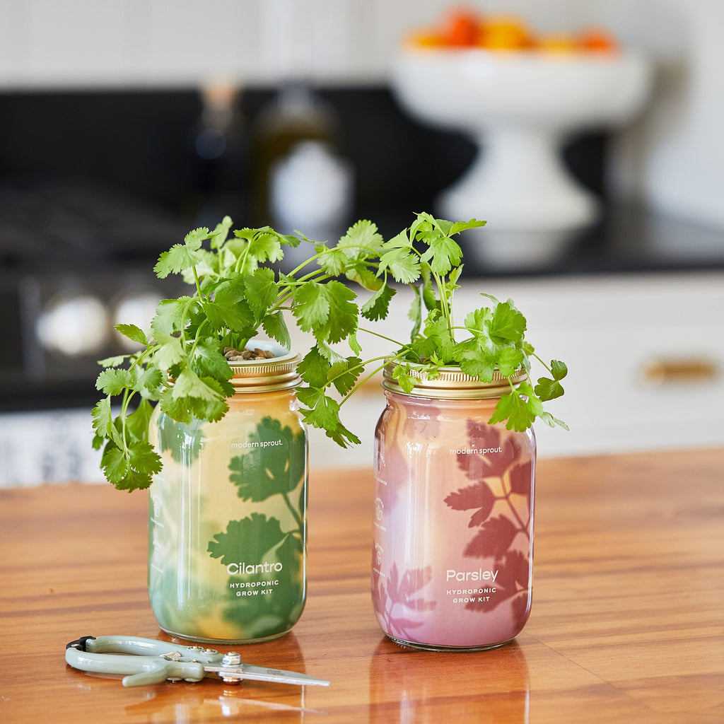 Modern Sprout Garden Jars - Organic Herbs