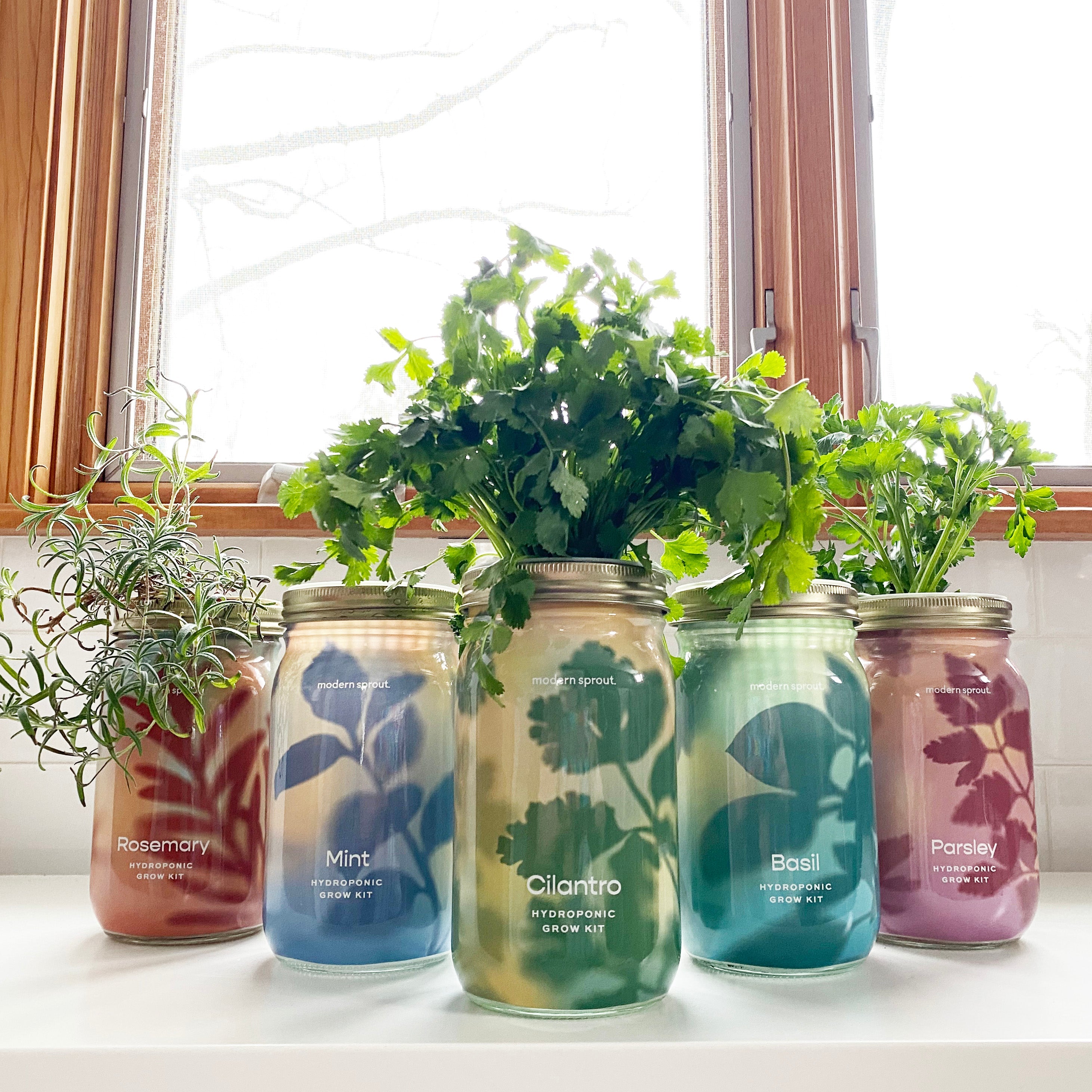 Modern Sprout Garden Jars - Organic Herbs