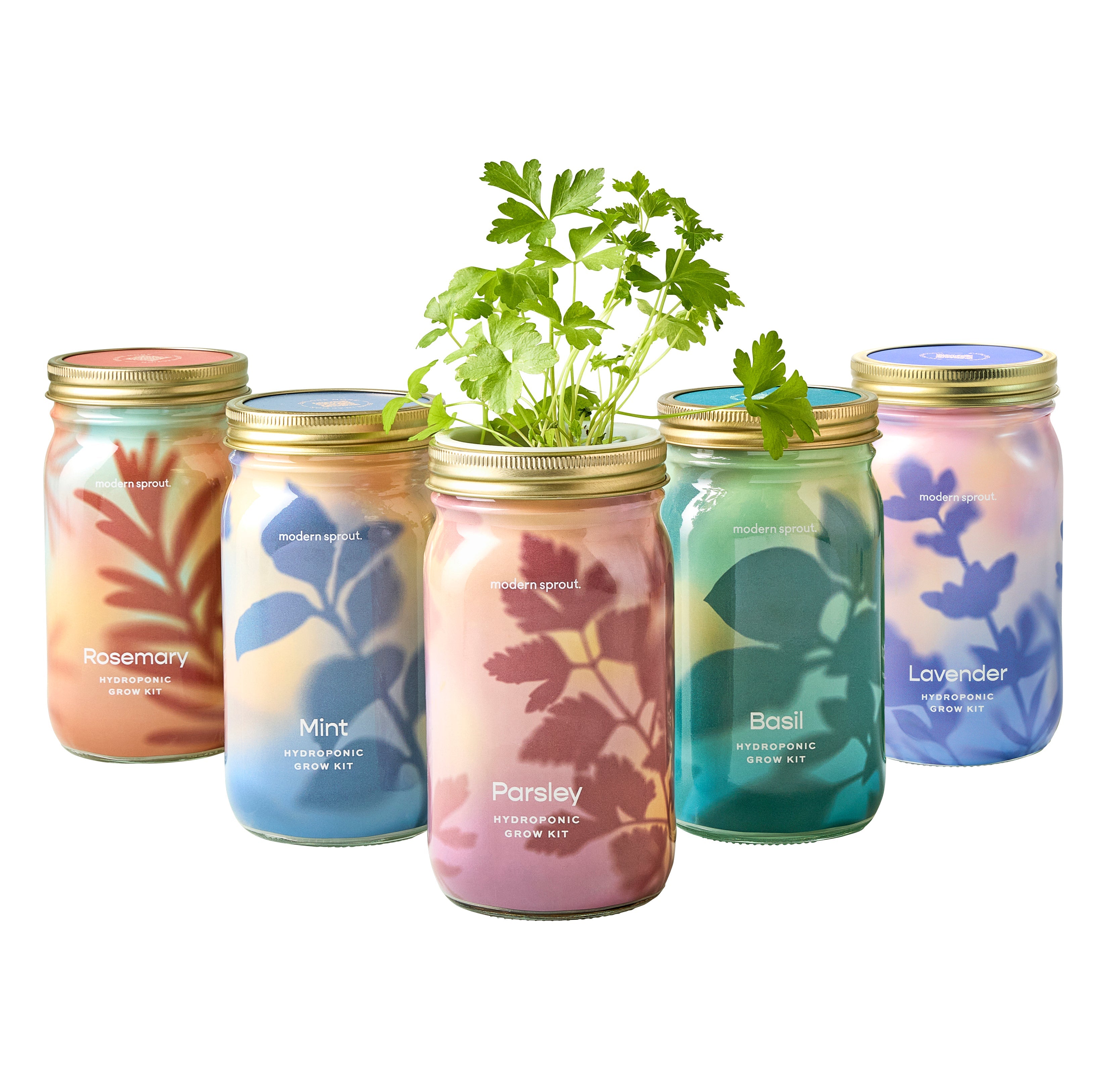 Modern Sprout Garden Jars - Organic Herbs Basil+Parsley+Mint+Rosemary+Lavender 5pk | Heirloom Boulevard