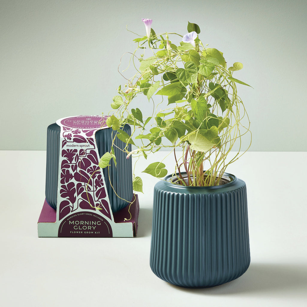Modern Sprout Flower Grow Kits
