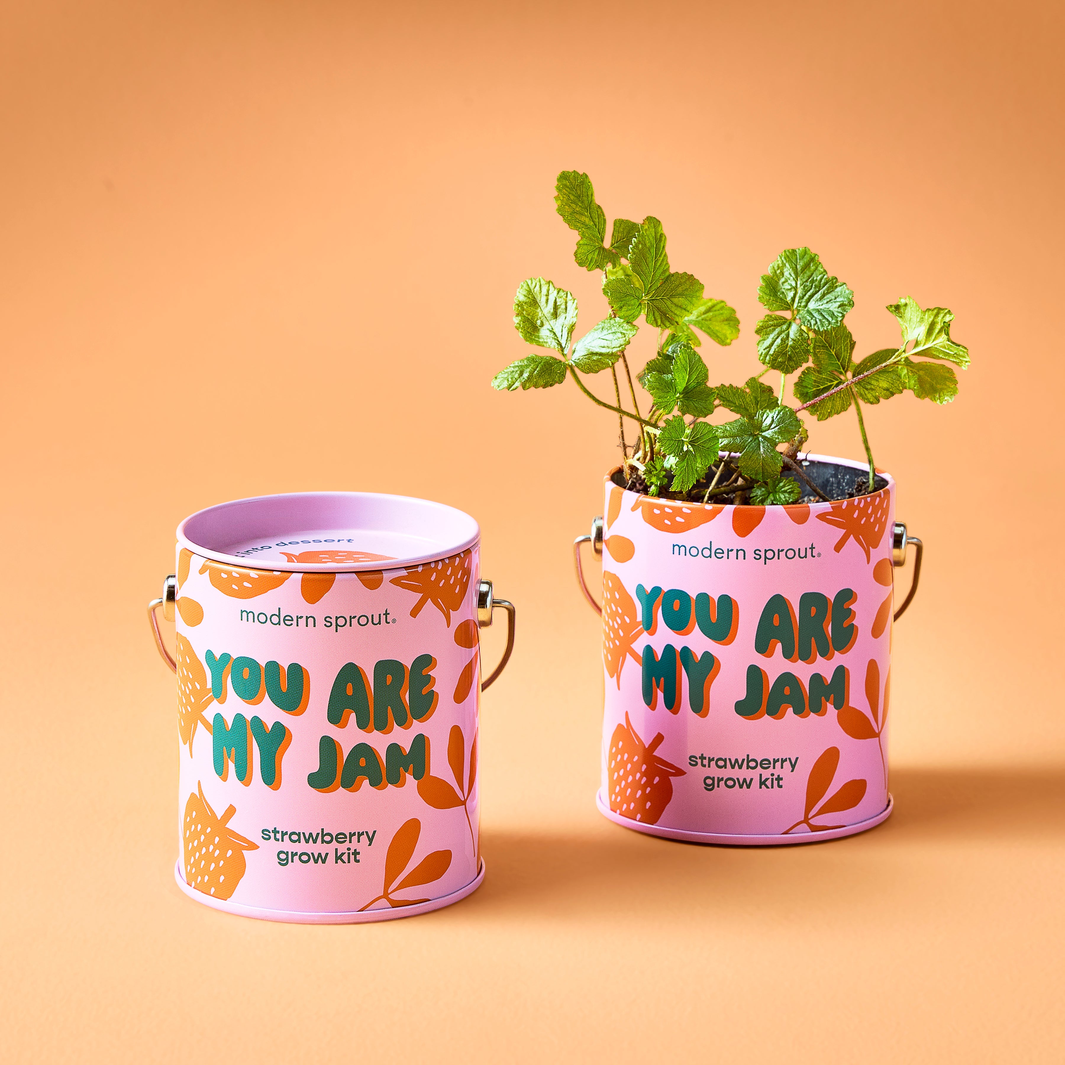 Modern Sprout Complimentary Colors Grow Kits