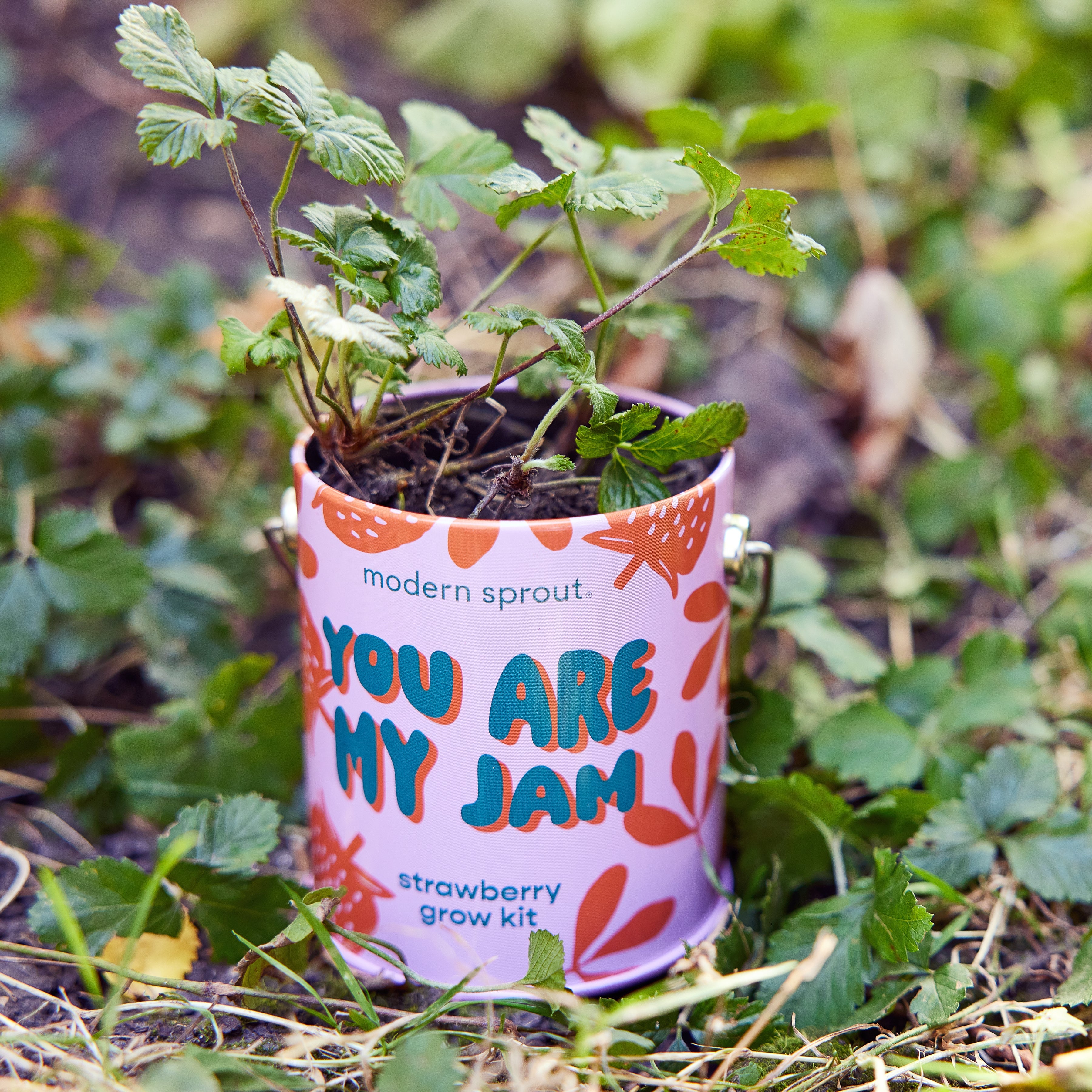 Modern Sprout Complimentary Colors Grow Kits