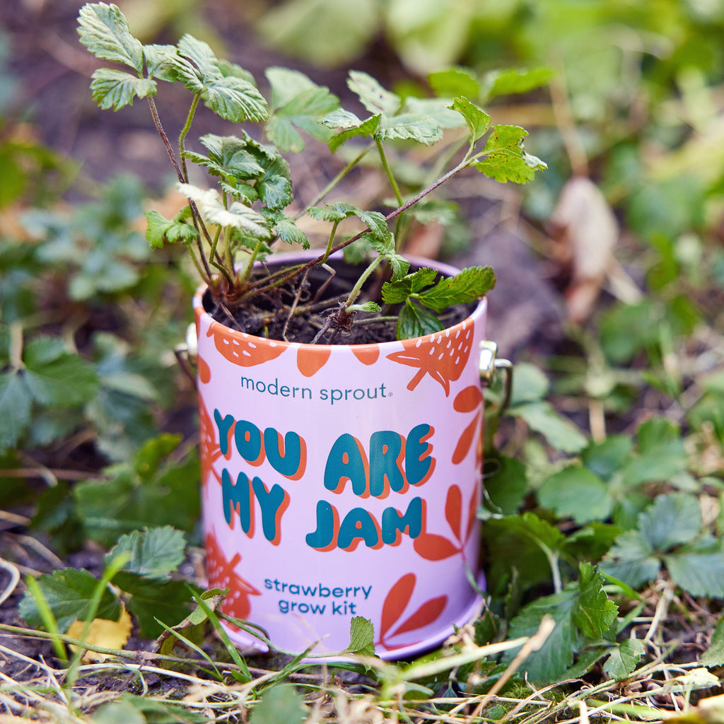 Modern Sprout Complimentary Colors Grow Kits | Heirloom Boulevard