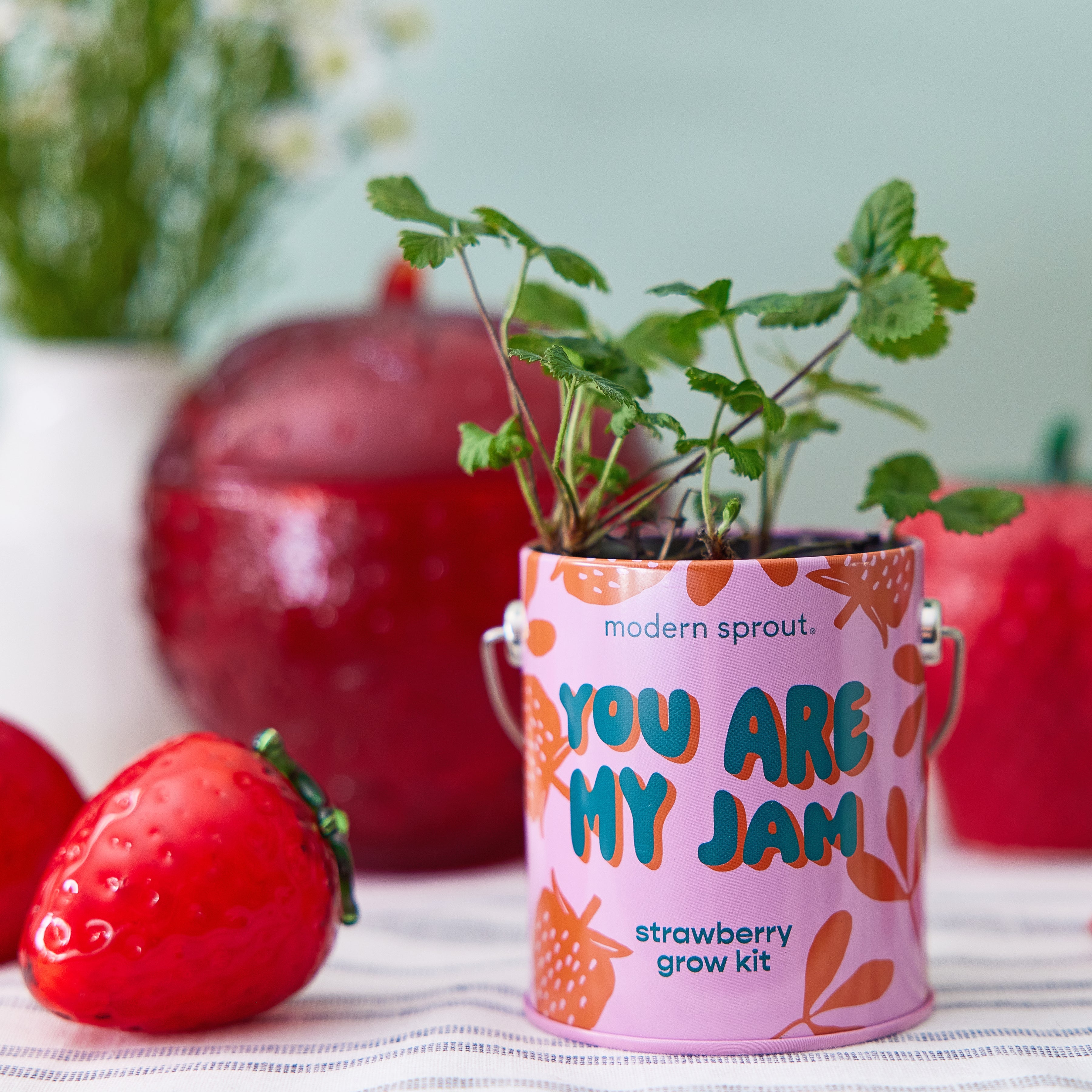 Modern Sprout Complimentary Colors Grow Kits