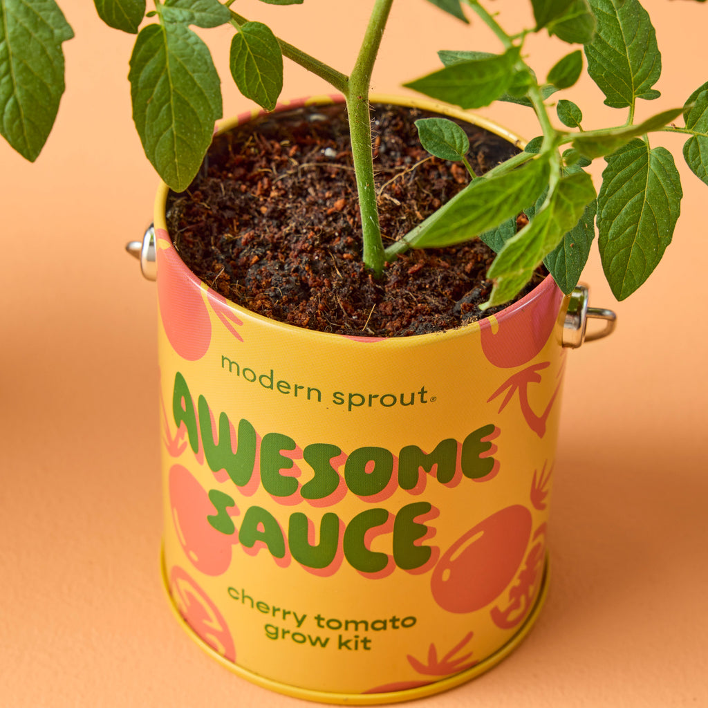 Modern Sprout Complimentary Colors Grow Kits | Heirloom Boulevard